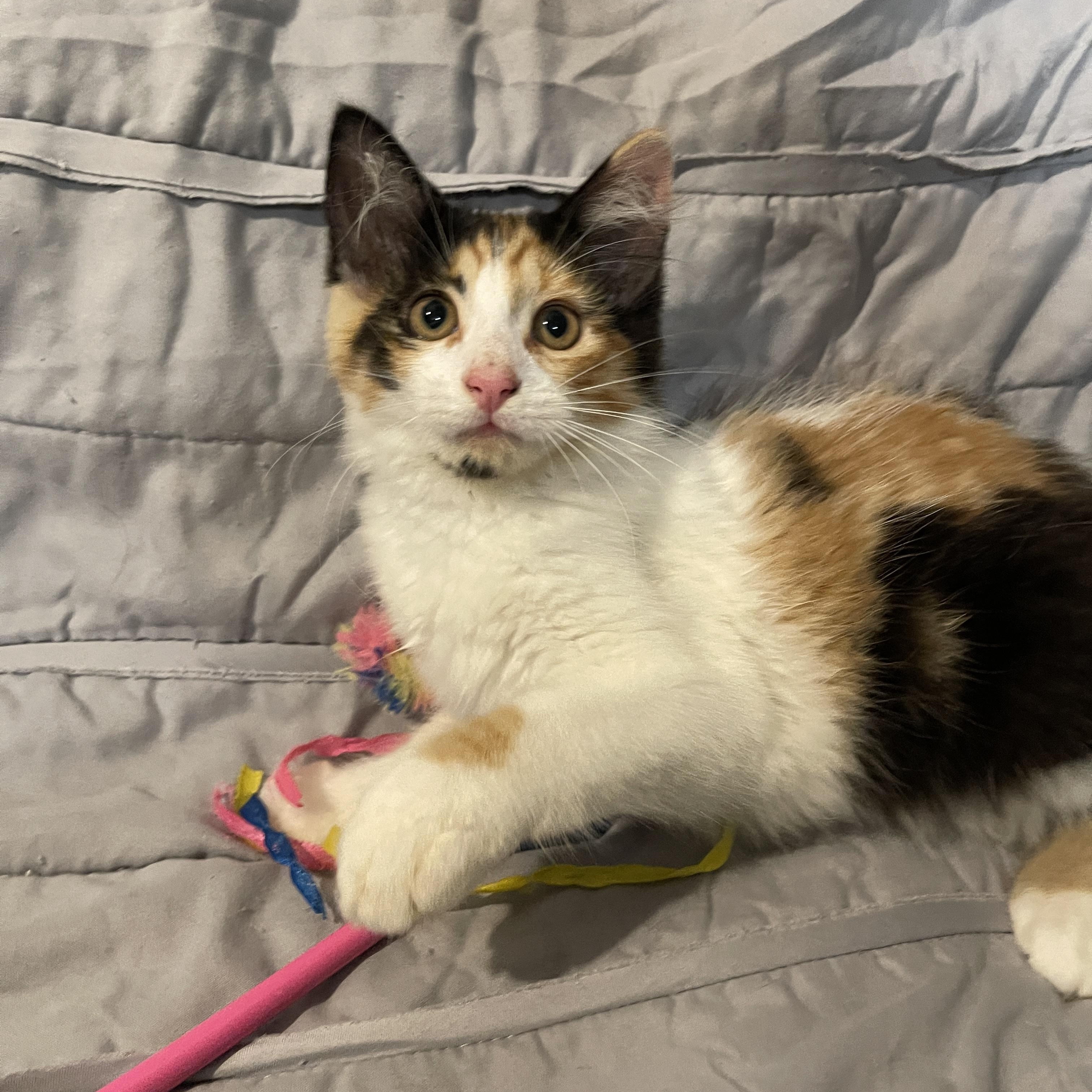Enlarge Lacy, a Adopted mixed breed in Intercession city , FL image 3/3