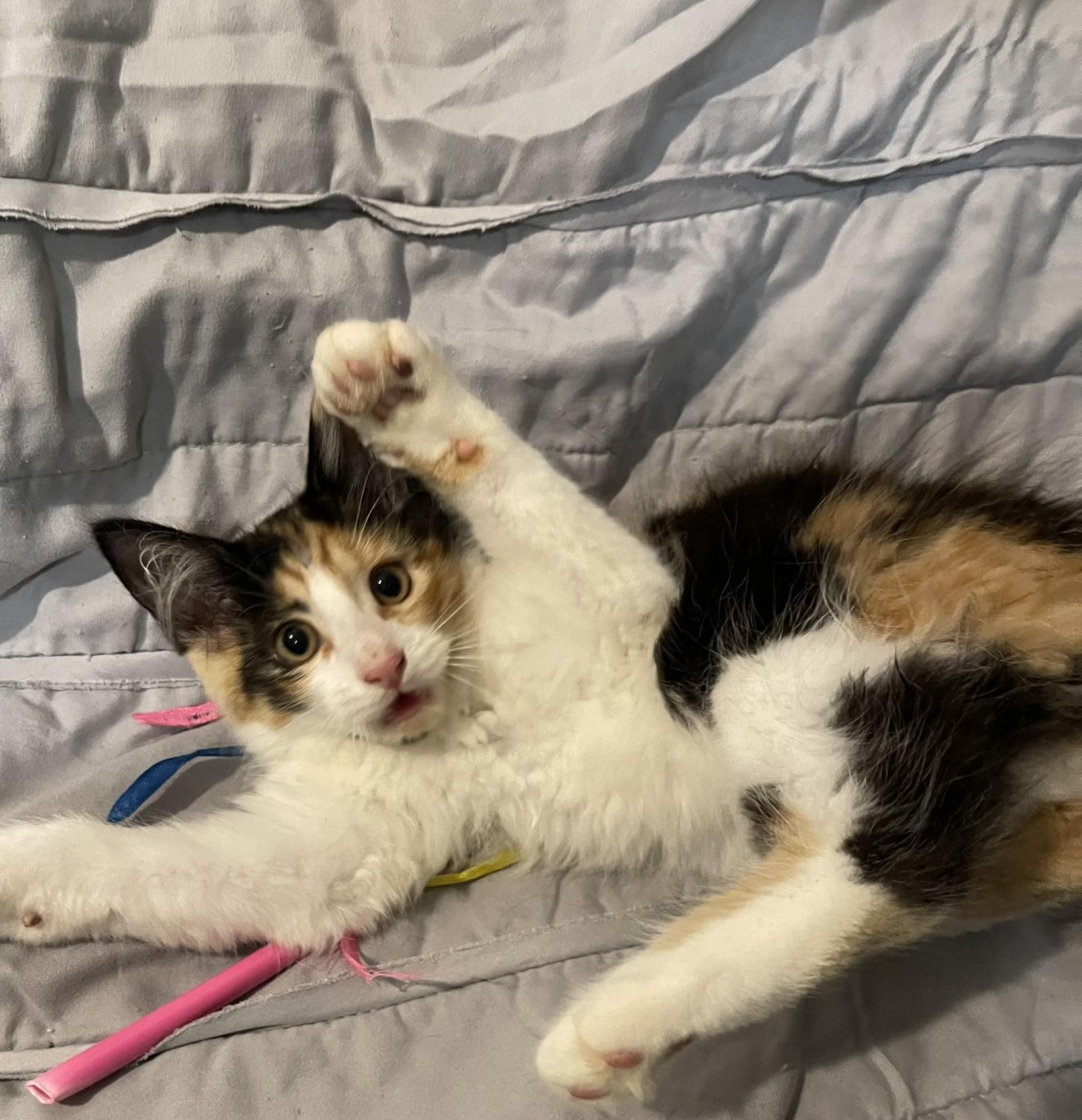 Lacy, Adopted, Kitten Female Domestic Long Hair & Calico.