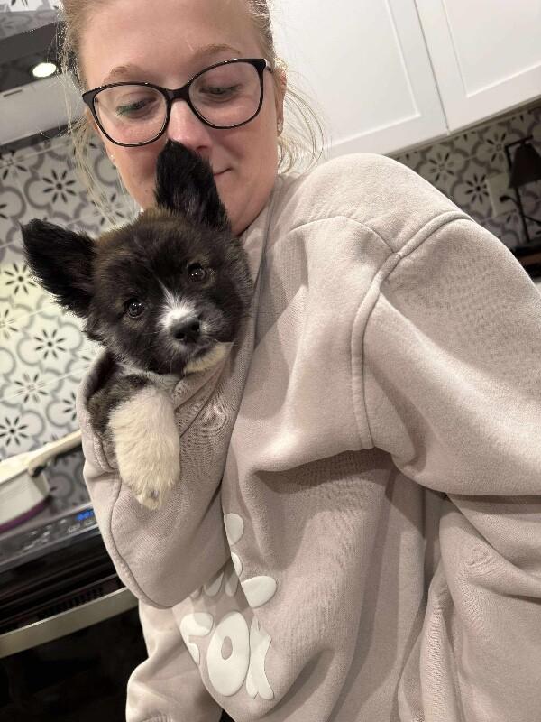 Demi, Adoptable, Young Female Border Collie & Mixed Breed.