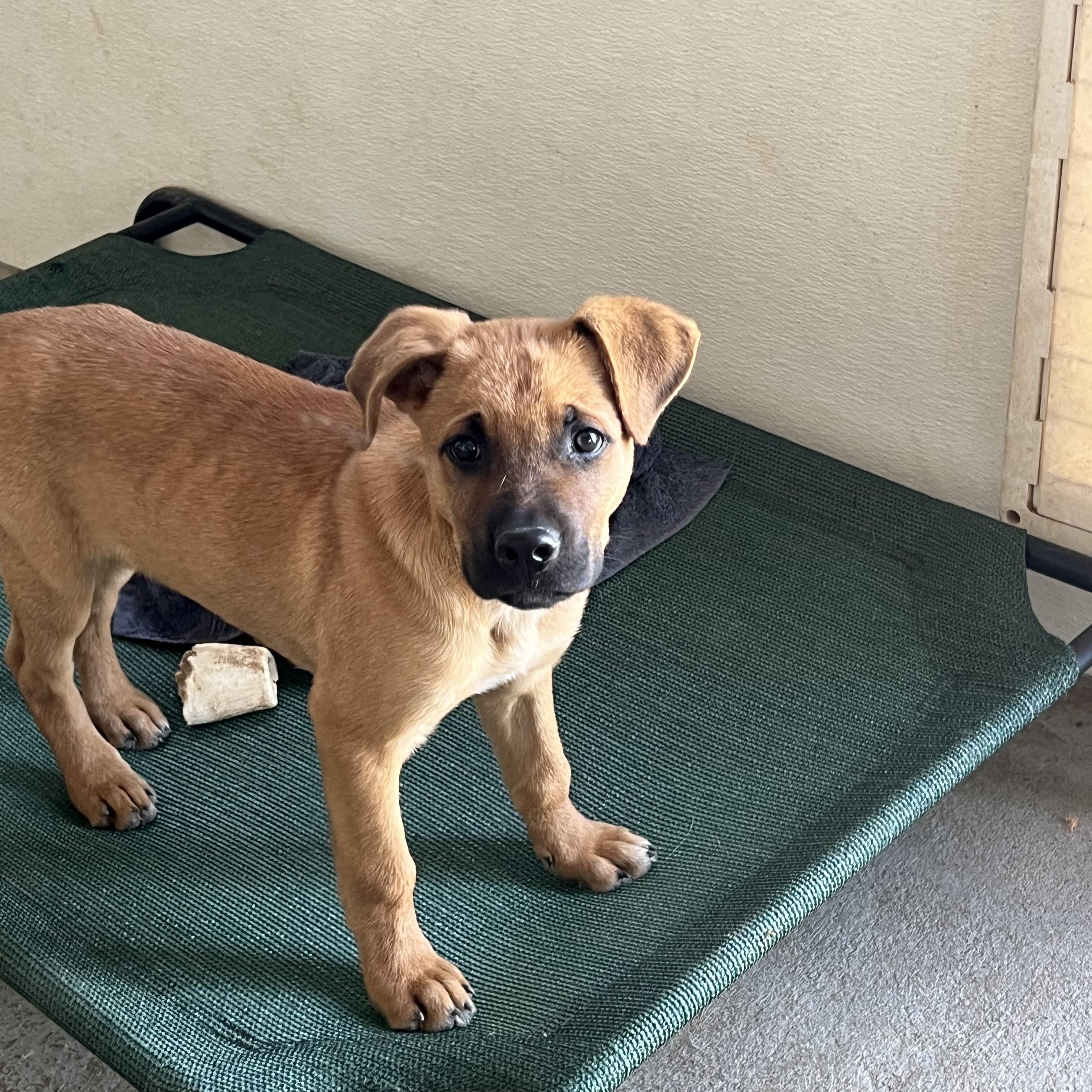 Enlarge VeeTwo, a ADOPTABLE mixed breed in Littleton, CO image 1/4