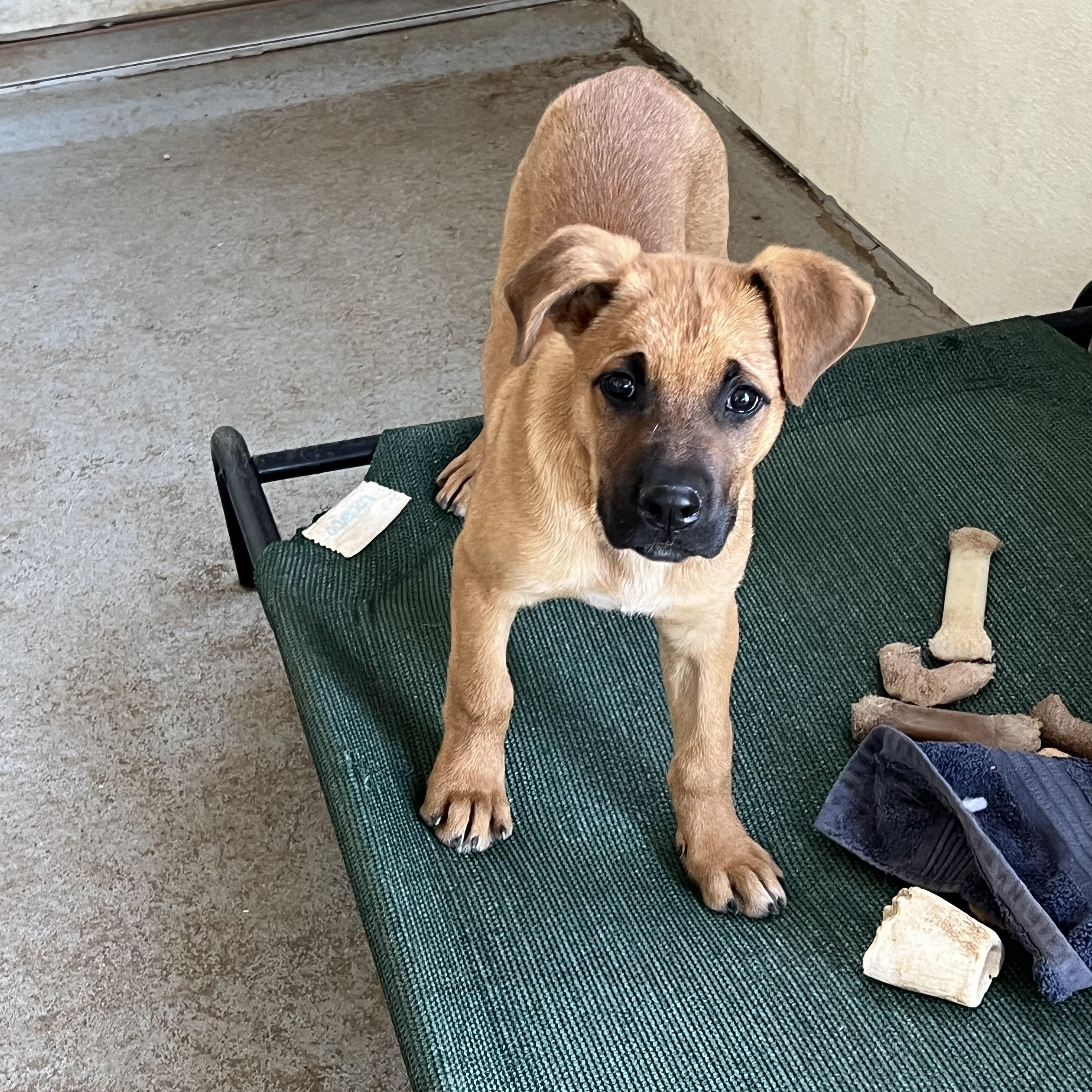 Enlarge VeeTwo, a ADOPTABLE mixed breed in Littleton, CO image 2/4