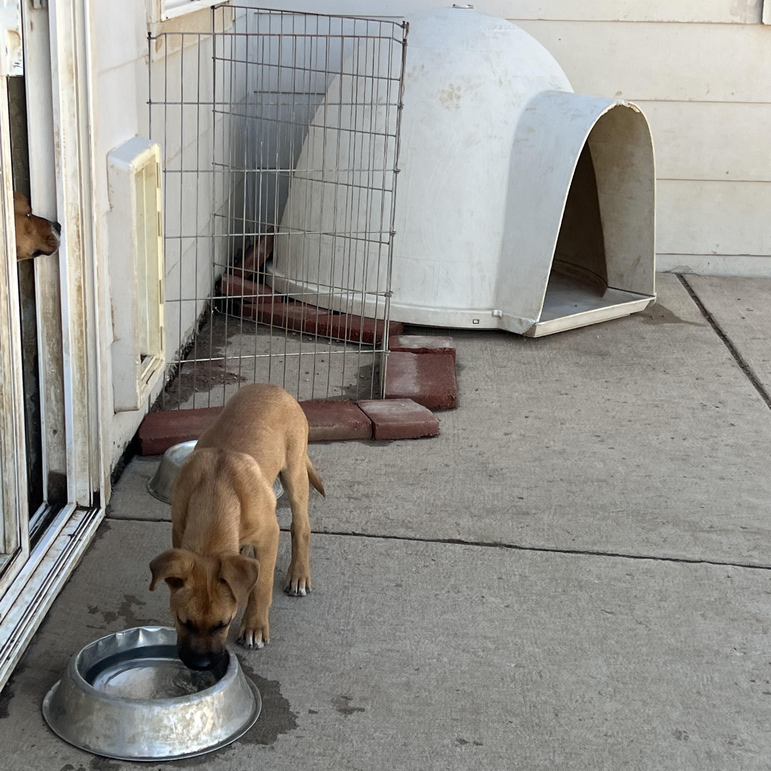 Enlarge VeeTwo, a ADOPTABLE mixed breed in Littleton, CO image 3/4