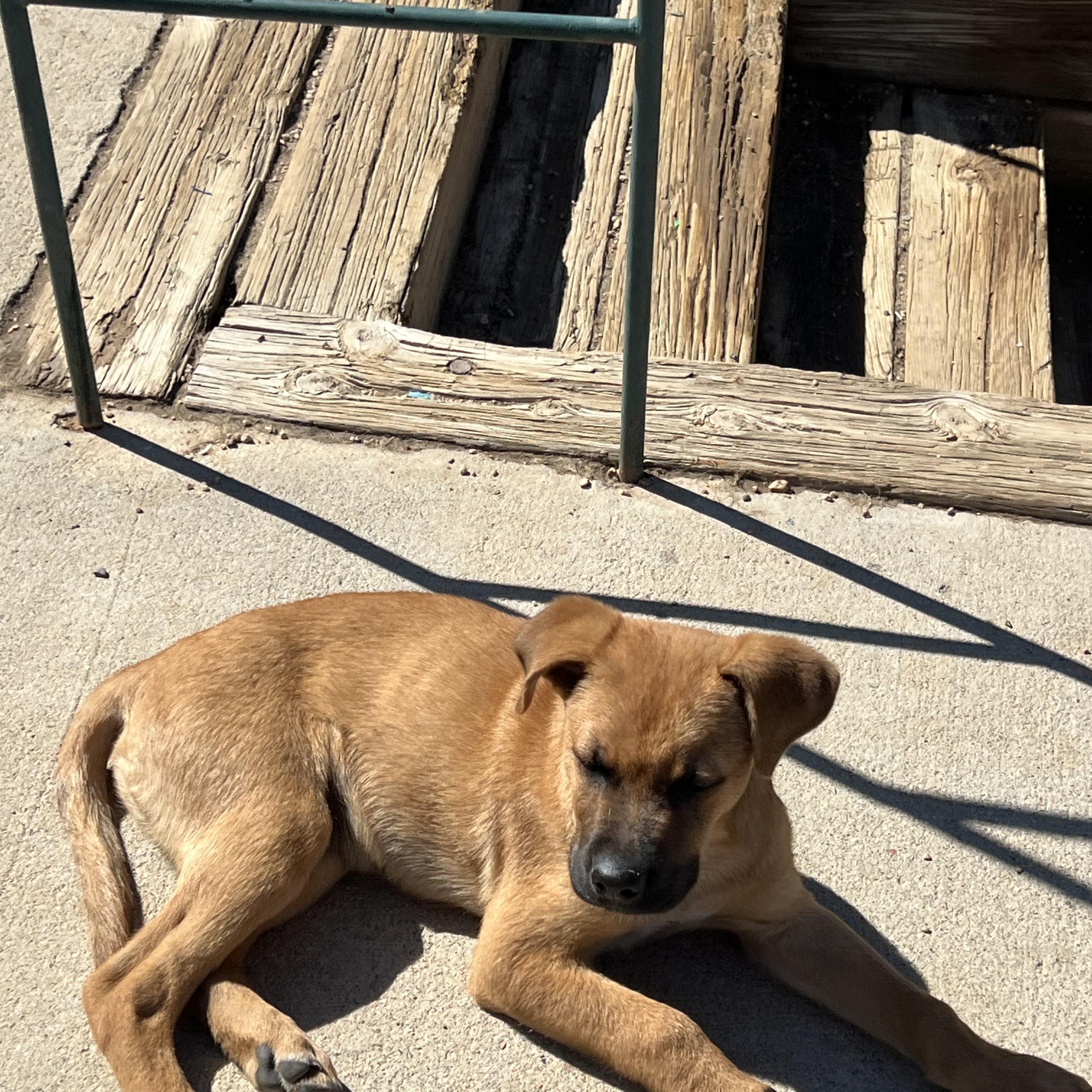 Enlarge VeeTwo, a ADOPTABLE mixed breed in Littleton, CO image 4/4