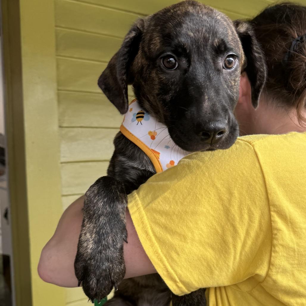 Bellatrix — thumbnail 2