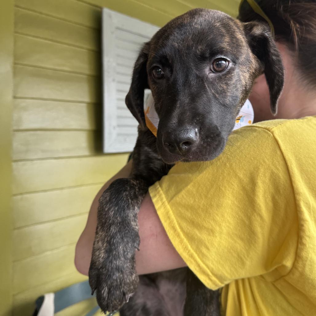 Bellatrix — thumbnail 3