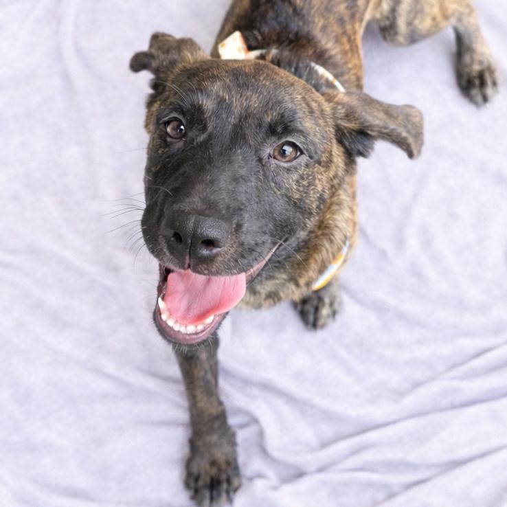 Bellatrix — thumbnail 5