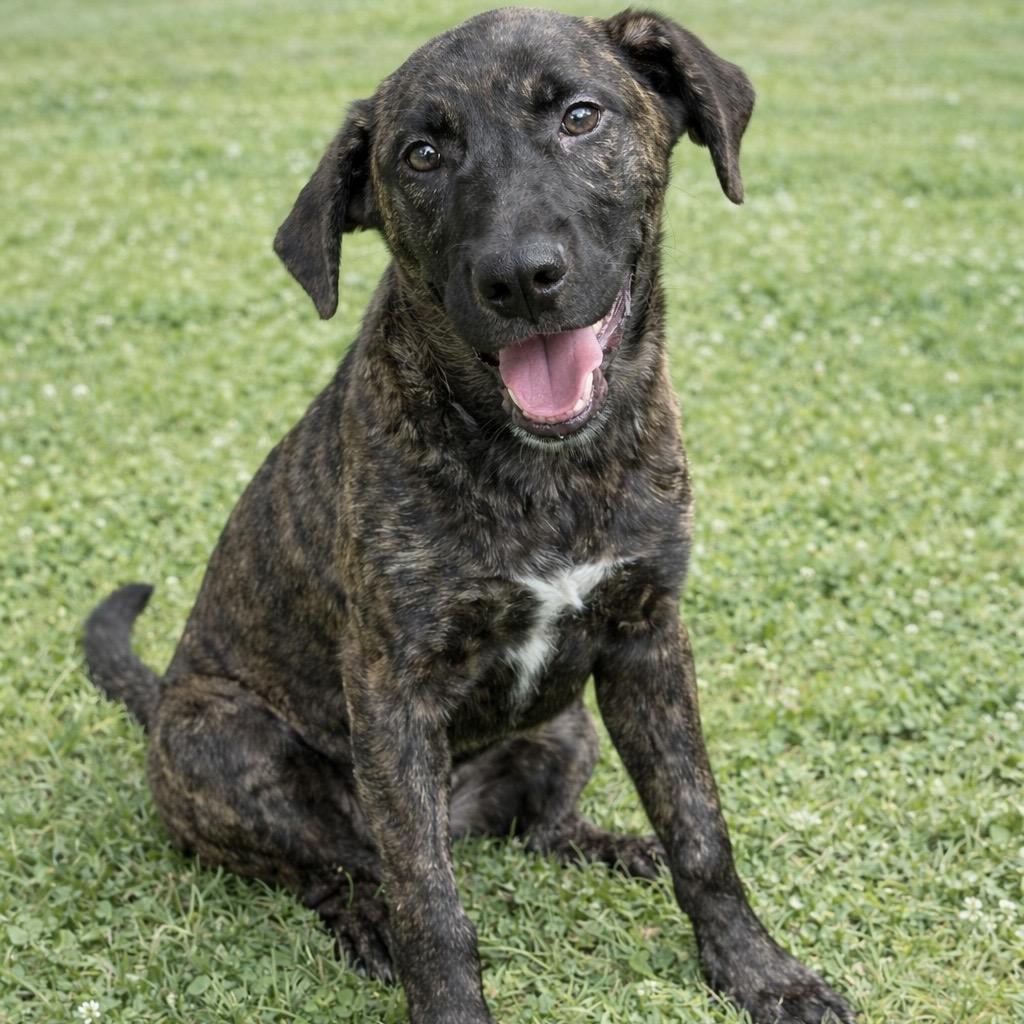 Bellatrix — thumbnail 6