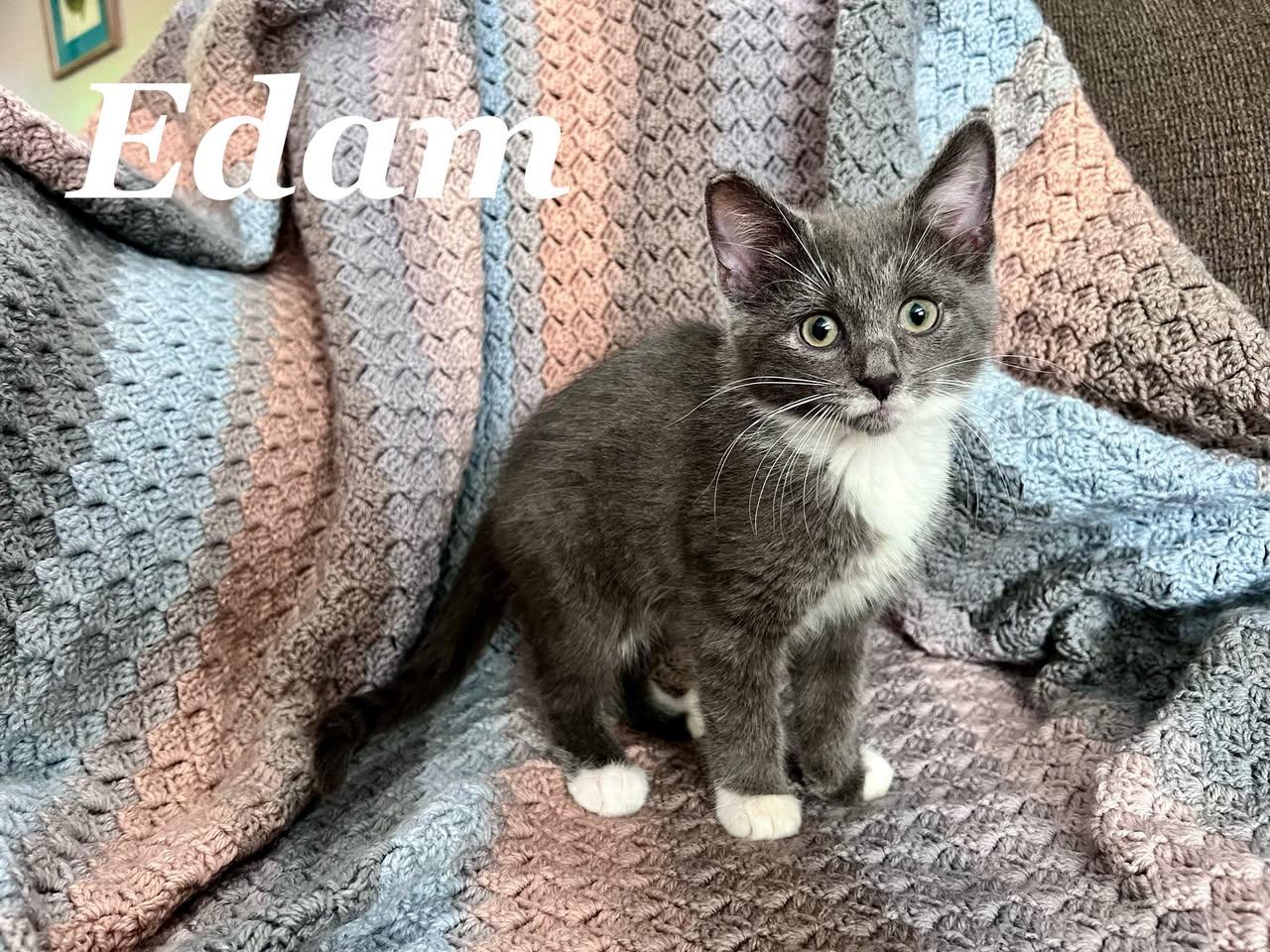 EDAM & GOUDA, a ADOPTABLE Domestic Short Hair in Independence, OH image 3/3