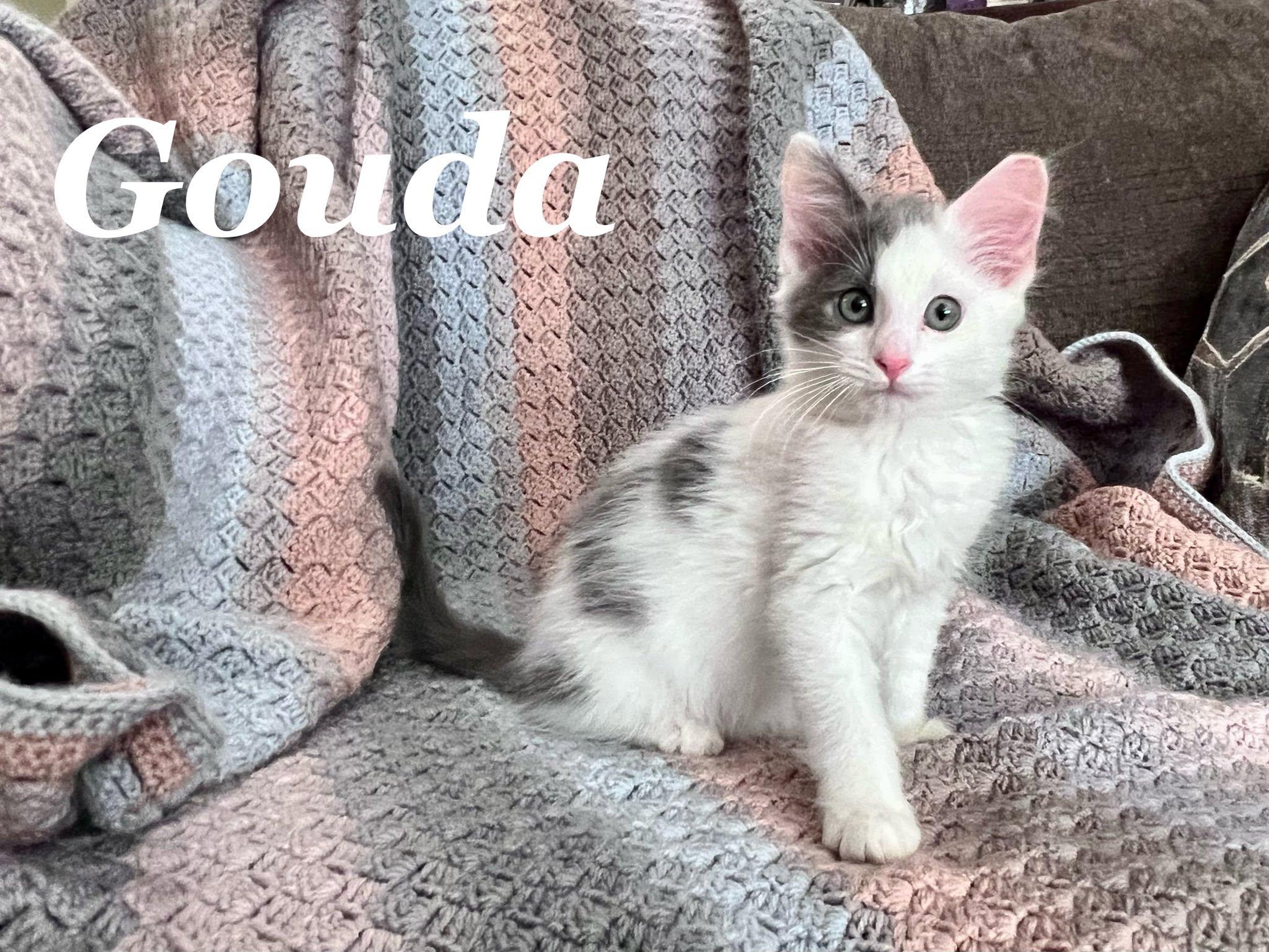 EDAM & GOUDA, a ADOPTABLE Domestic Short Hair in Independence, OH image 2/3