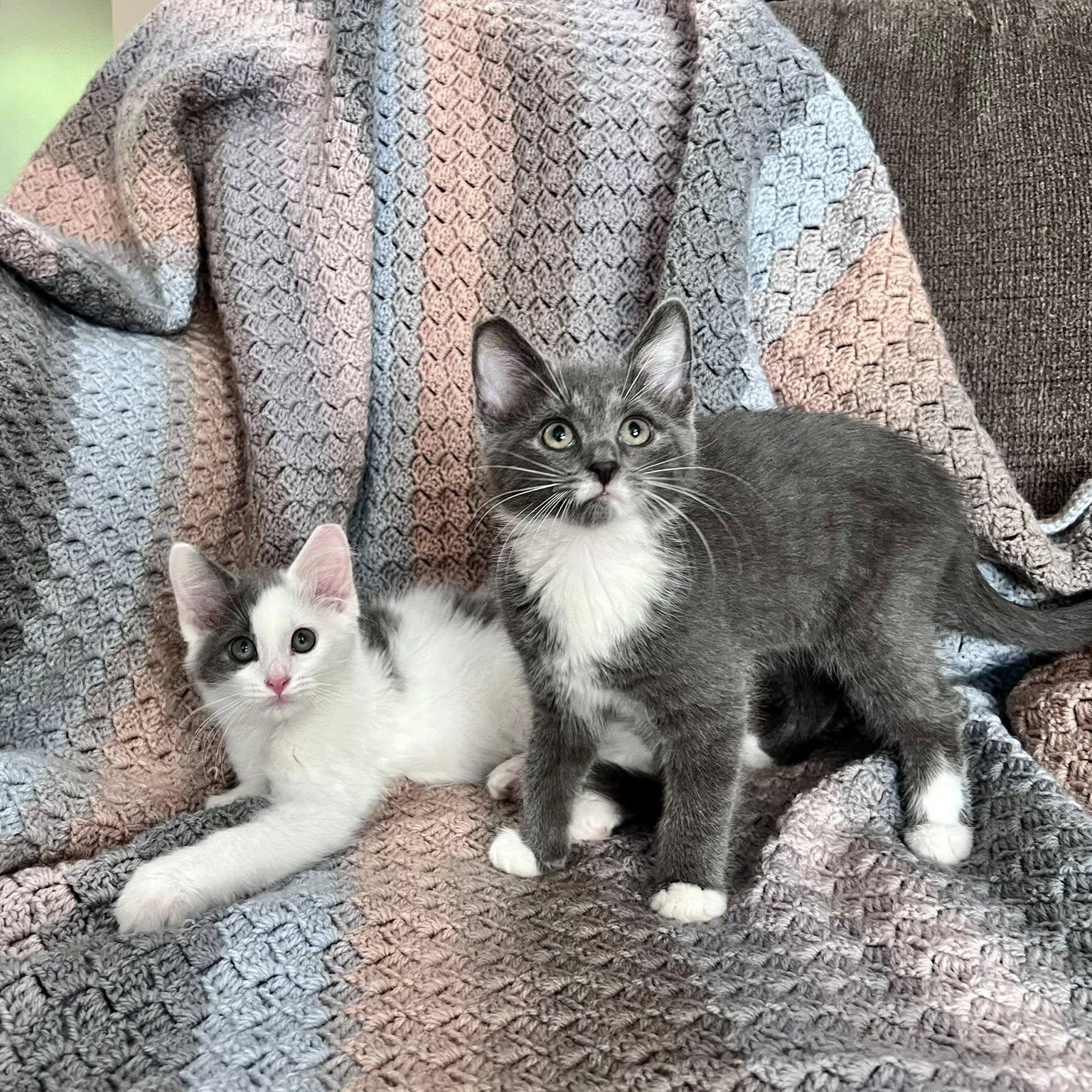 EDAM & GOUDA, ADOPTABLE, Kitten Male Domestic Short Hair.