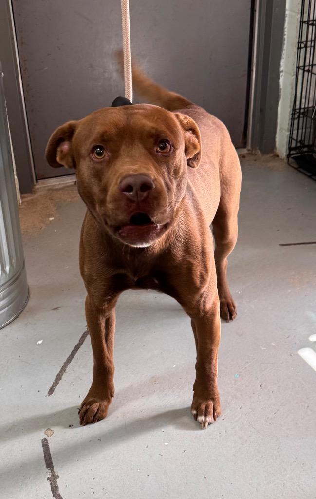 Bear, Adoptable, Adult Male Mixed Breed.
