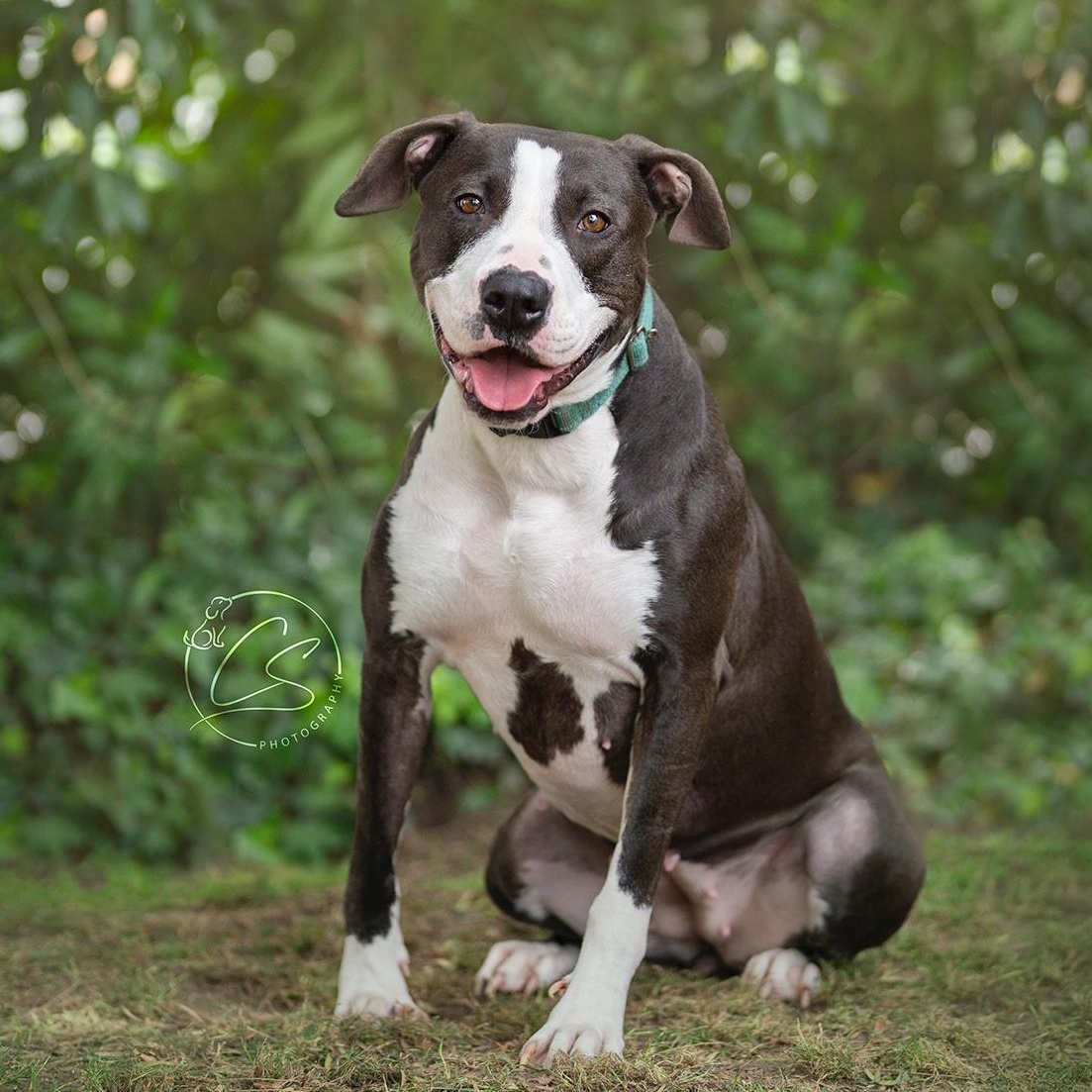 Enlarge Betty Boop (contact Rachel), a Adoptable mixed breed in Sherman Oaks, CA image 5/5