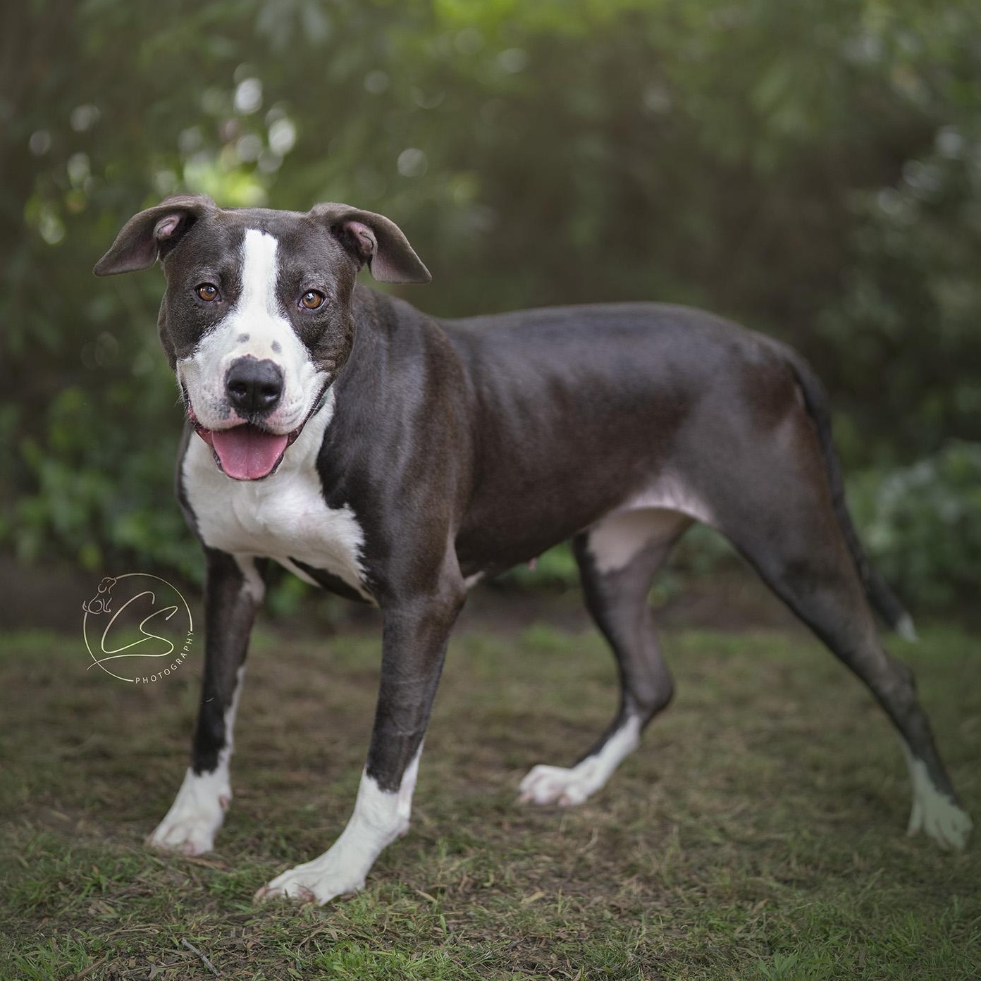 Enlarge Betty Boop (contact Rachel), a Adoptable mixed breed in Sherman Oaks, CA image 4/5