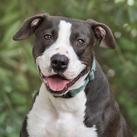 Betty Boop (contact Rachel), Adoptable, Young Female Bull Terrier & Pit Bull Terrier.
