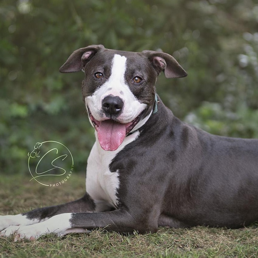 Enlarge Betty Boop (contact Rachel), a Adoptable mixed breed in Sherman Oaks, CA image 2/5