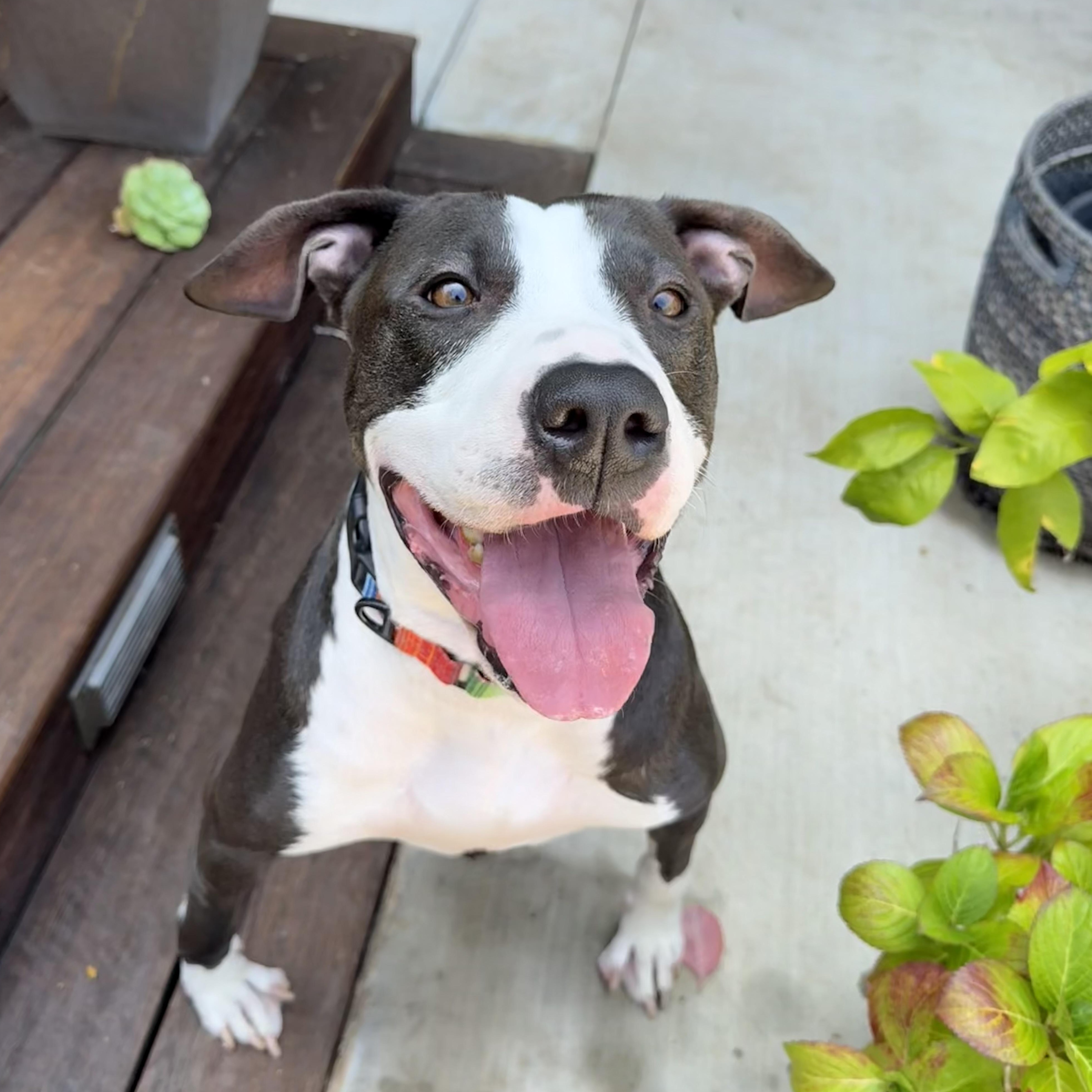 Enlarge Betty Boop (contact Rachel), a Adoptable mixed breed in Sherman Oaks, CA image 3/5