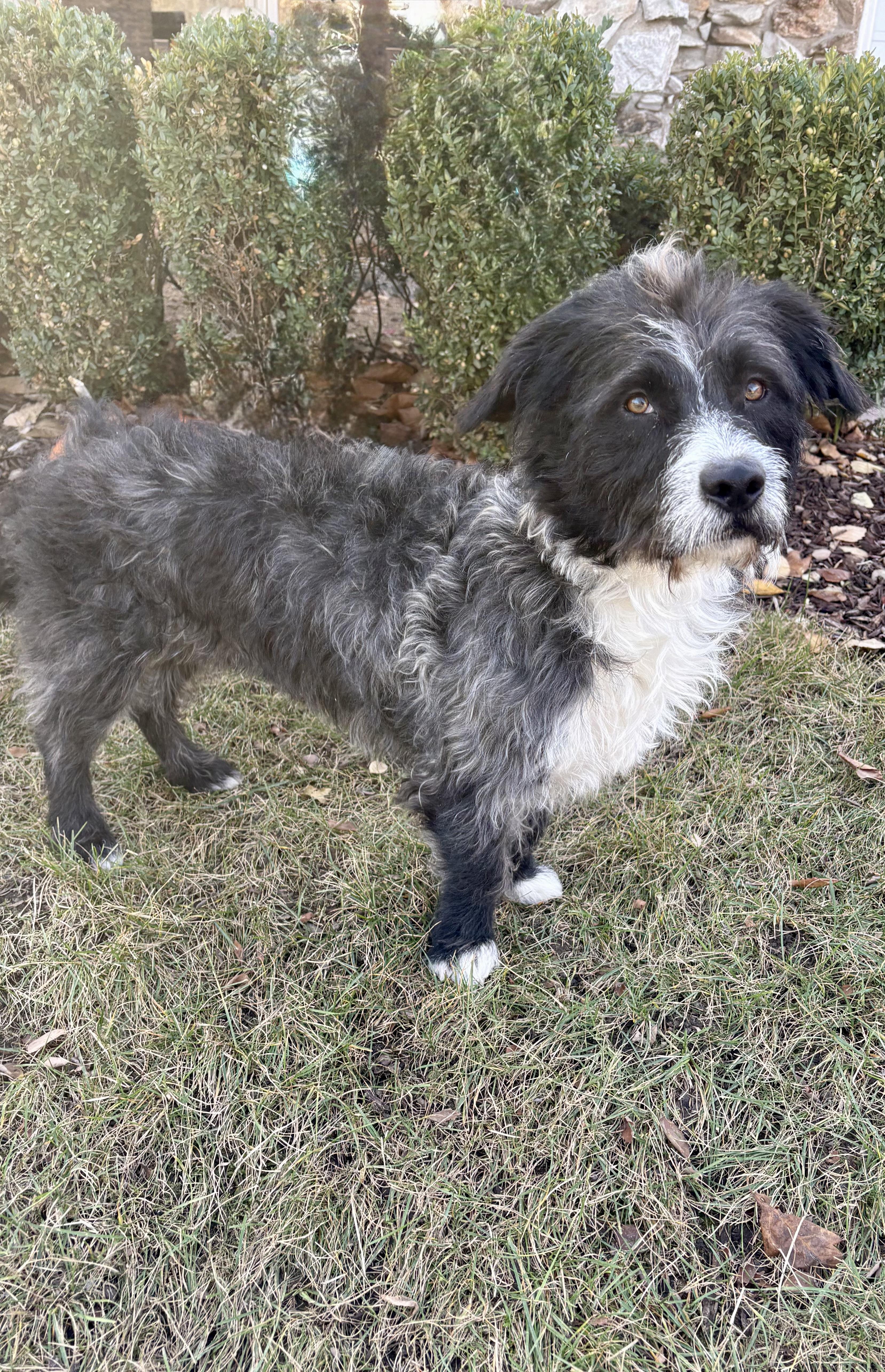 Boo & Sulley (BONDED PAIR), a Adoptable Mixed Breed in Orland Park, IL image 3/6