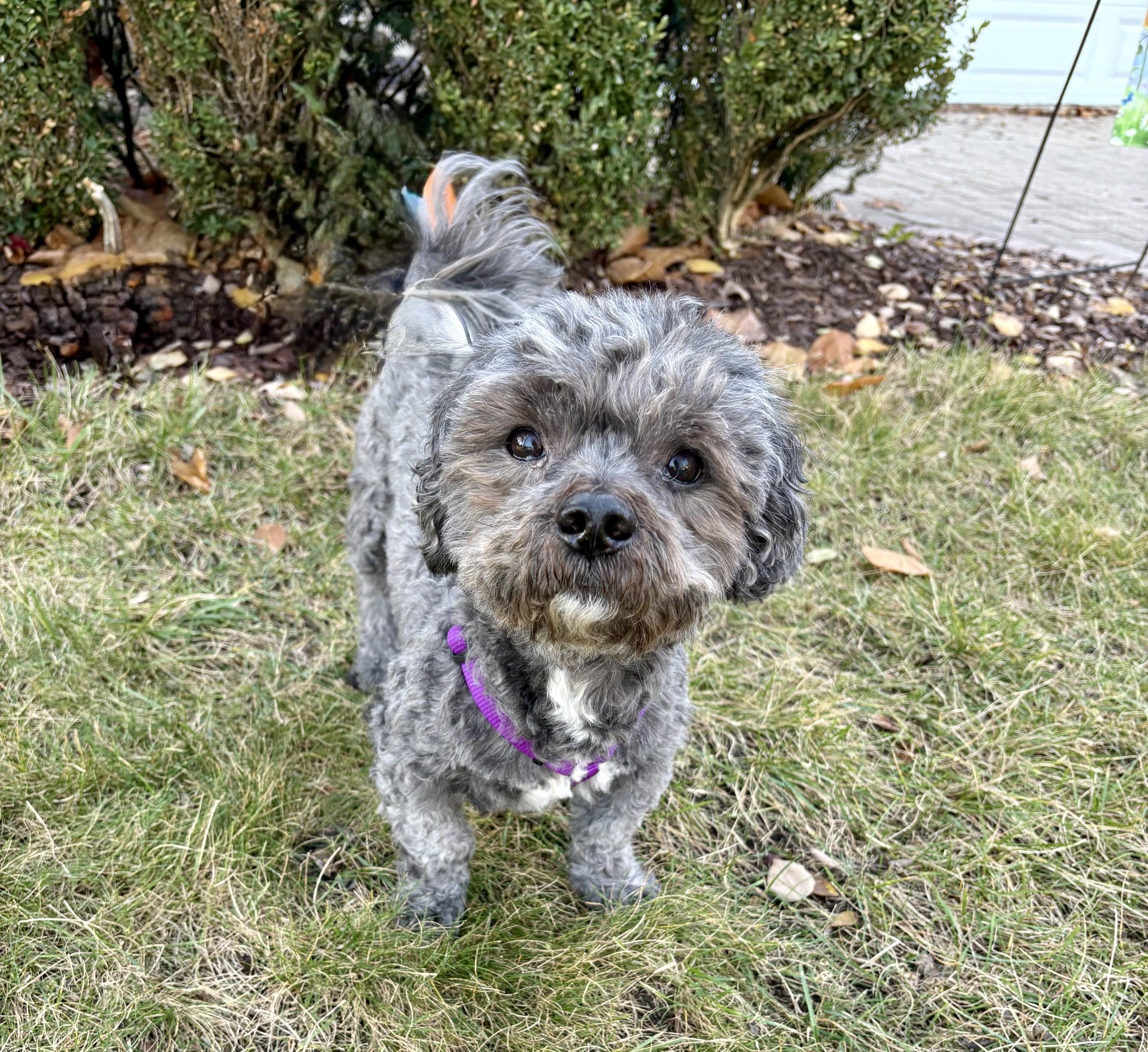 Boo & Sulley (BONDED PAIR), a Adoptable Mixed Breed in Orland Park, IL image 1/6