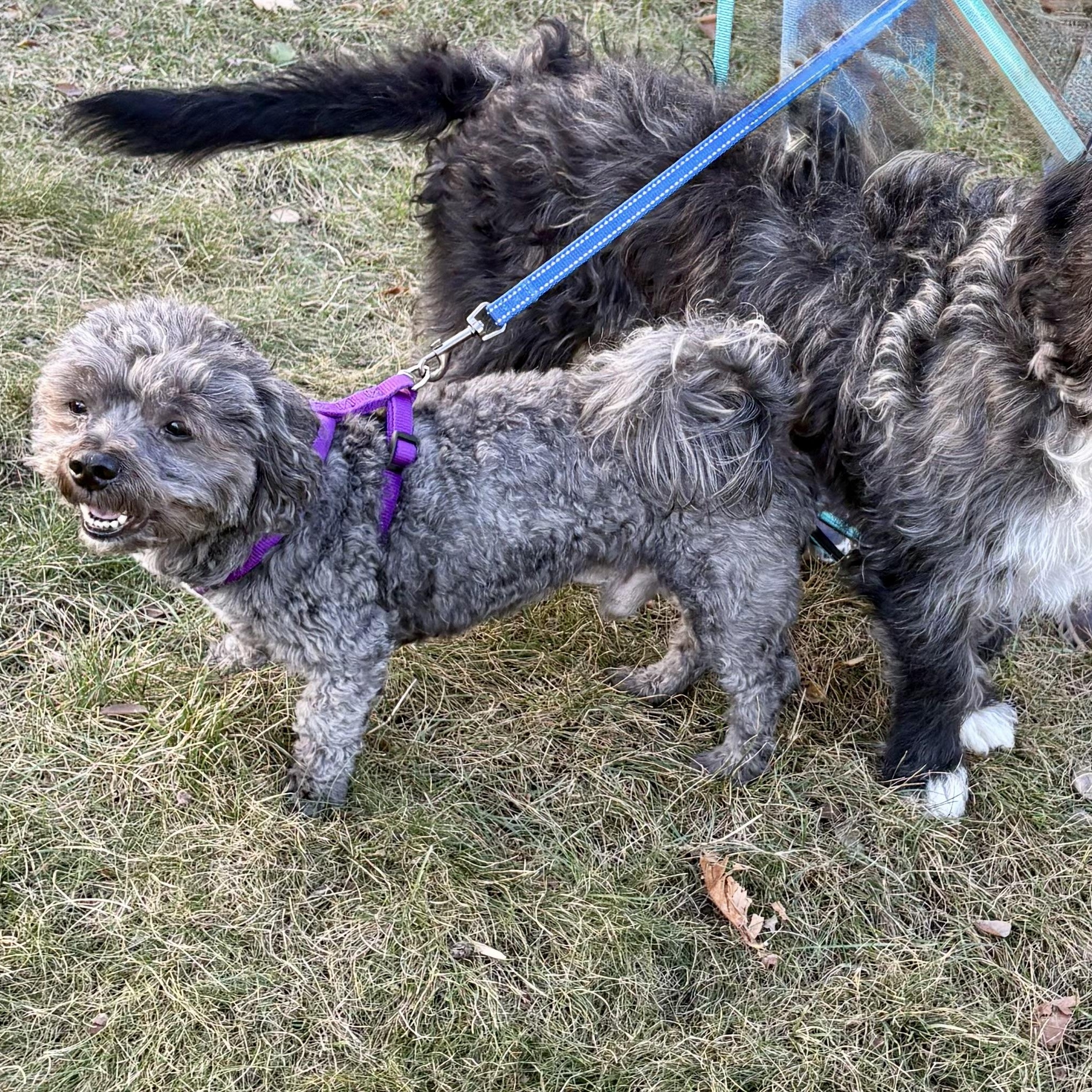 Boo & Sulley (BONDED PAIR), a Adoptable Mixed Breed in Orland Park, IL image 2/6