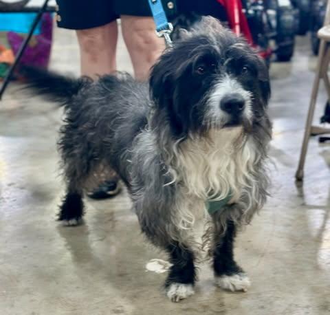 Boo & Sulley (BONDED PAIR), Adoptable, Adult Male Mixed Breed.