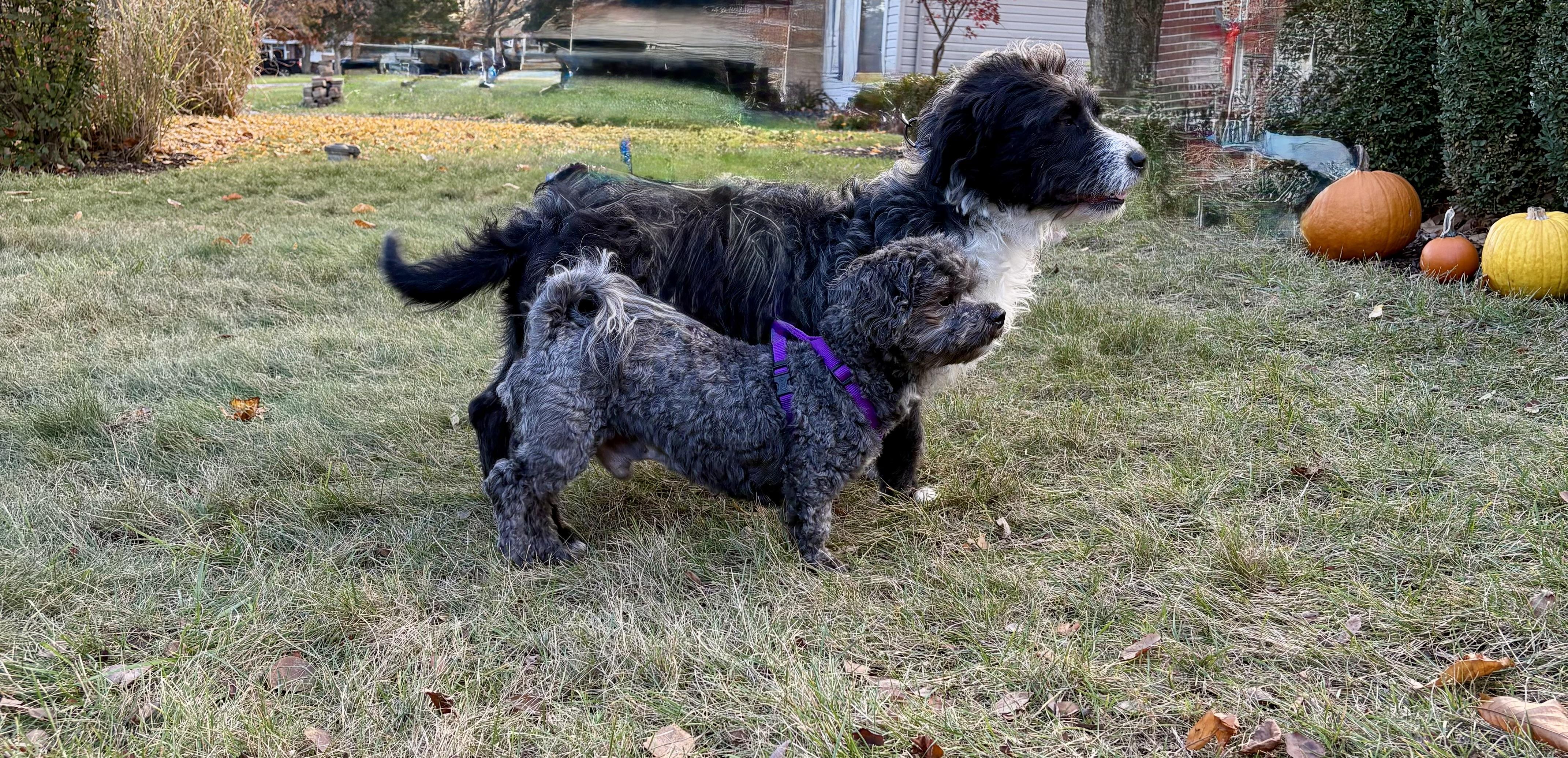 Boo & Sulley (BONDED PAIR), a Adoptable Mixed Breed in Orland Park, IL image 4/6