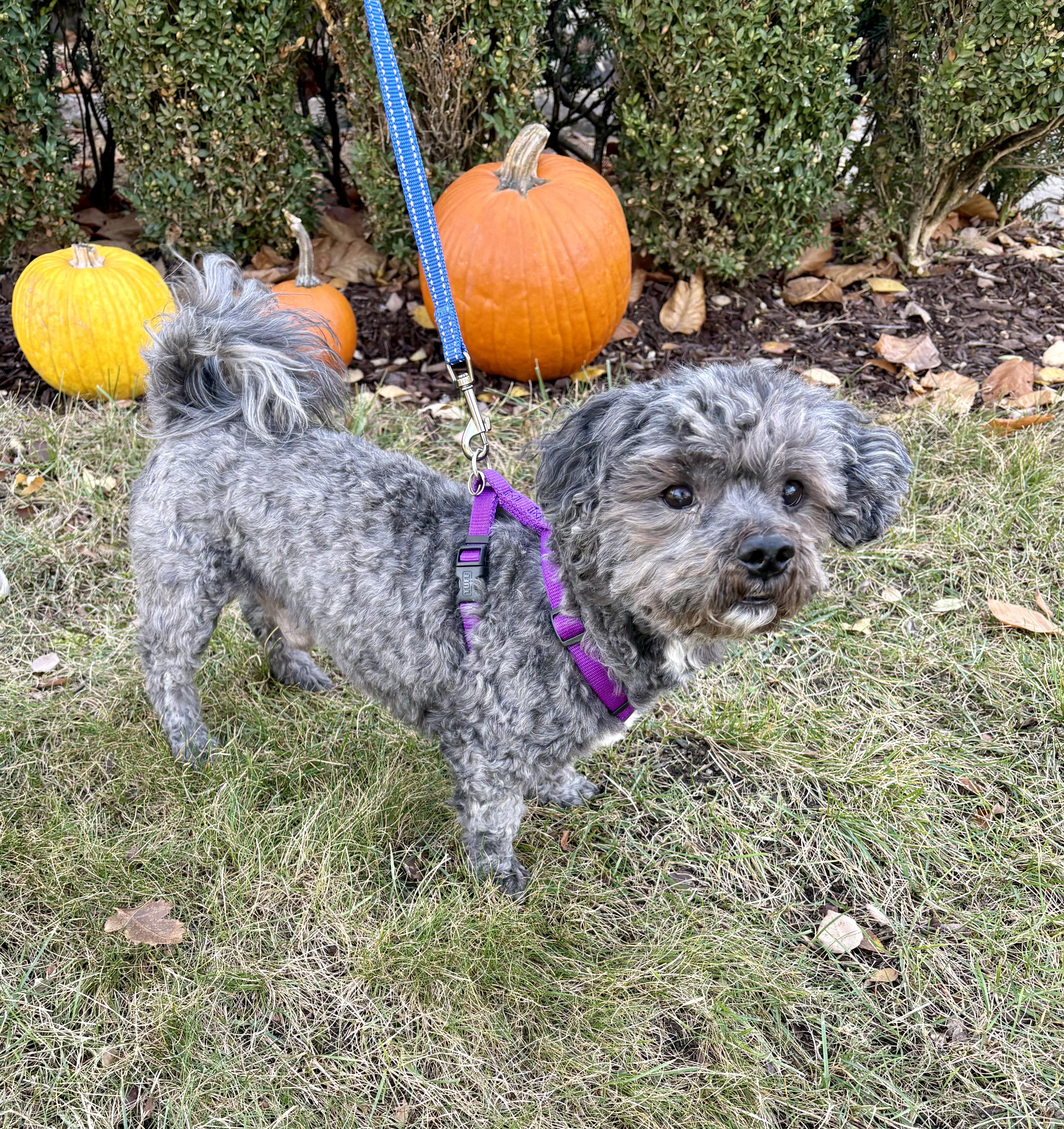 Boo & Sulley (BONDED PAIR), a Adoptable Mixed Breed in Orland Park, IL image 6/6