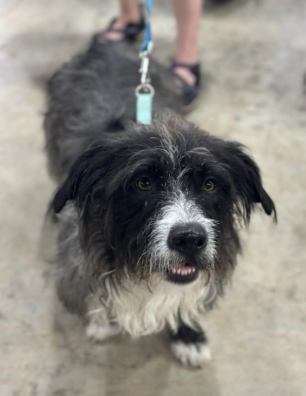 Boo & Sulley (BONDED PAIR), a Adoptable Mixed Breed in Orland Park, IL image 6/6