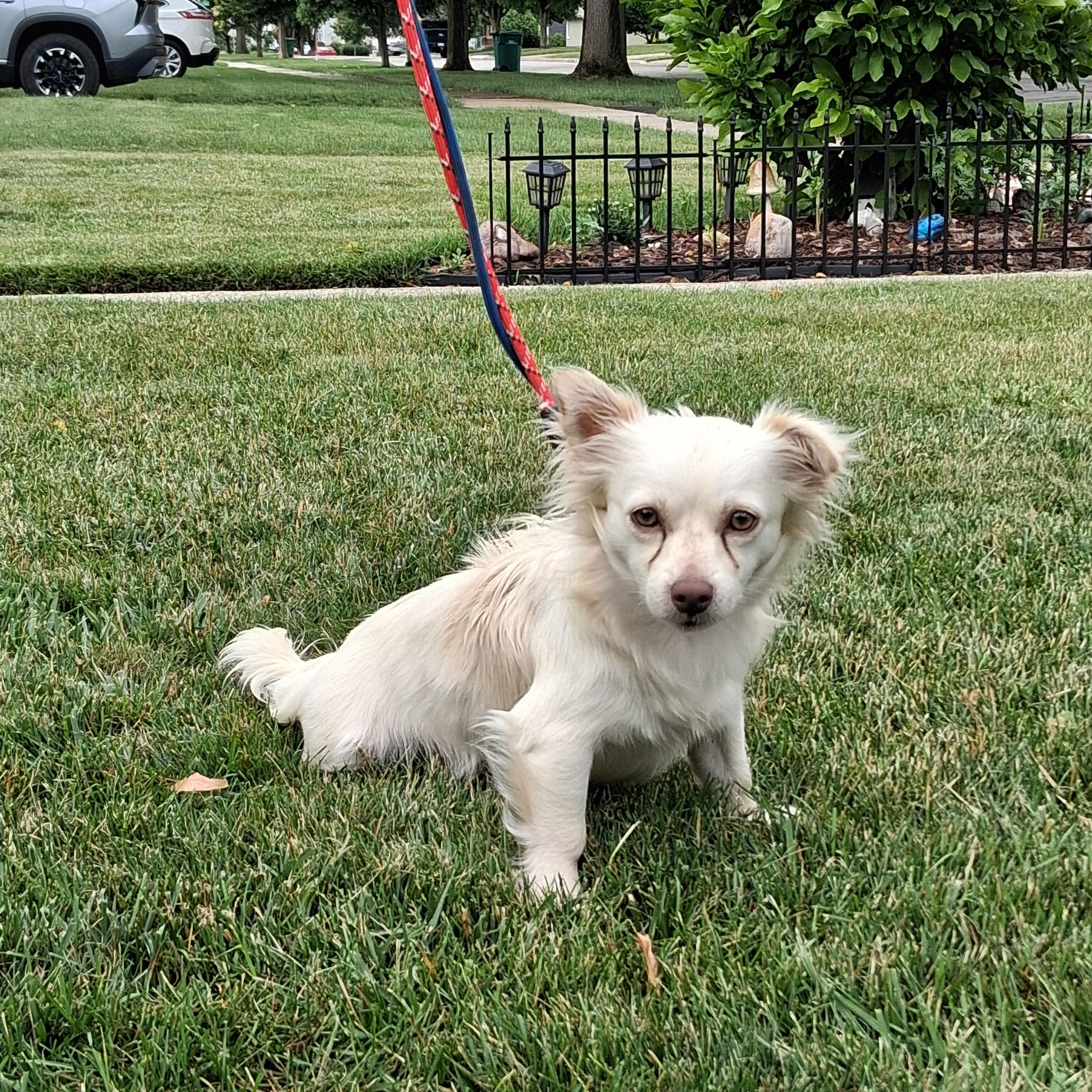 Chester, a ADOPTABLE mixed breed in Elmhurst, IL image 2/6