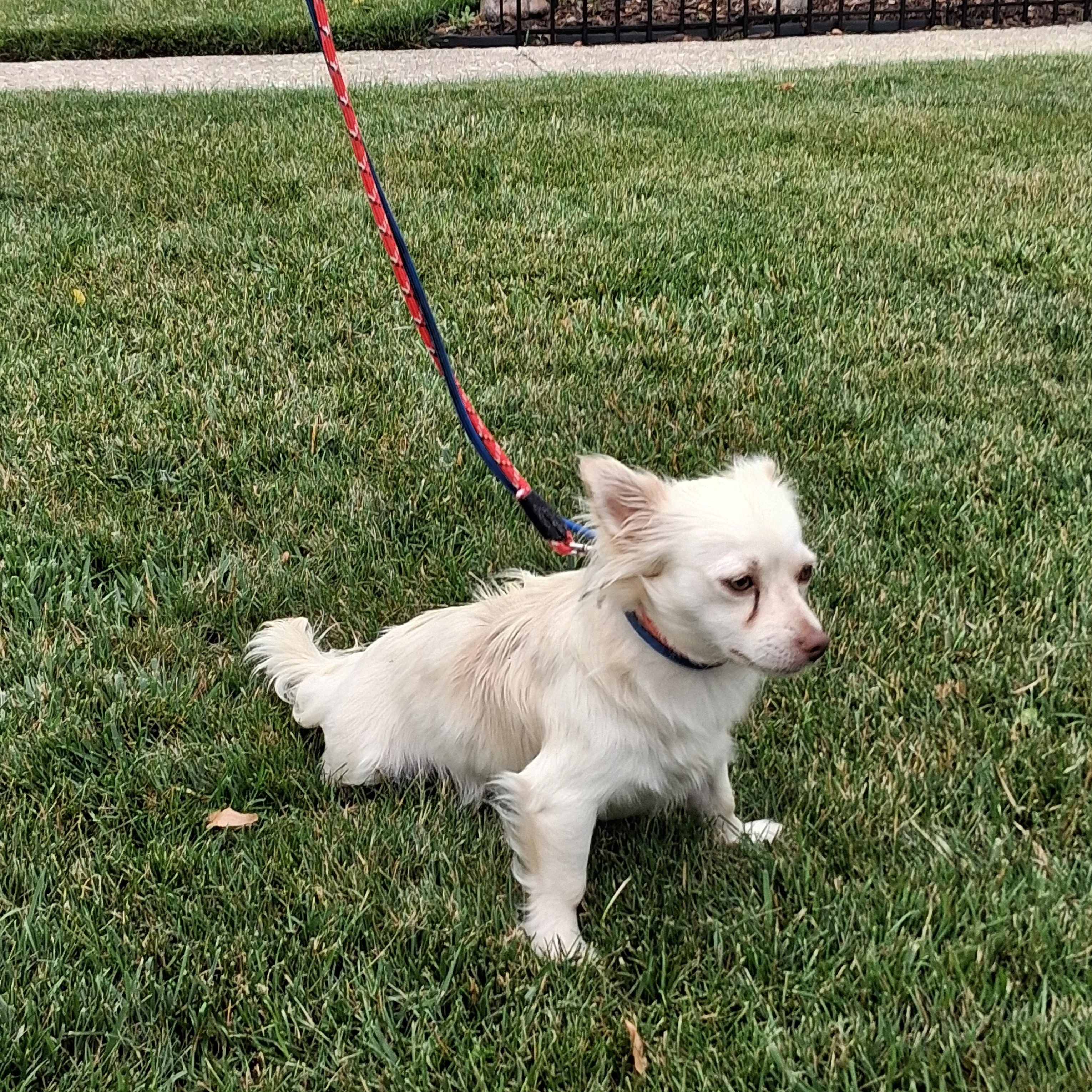 Chester, a ADOPTABLE mixed breed in Elmhurst, IL image 3/6
