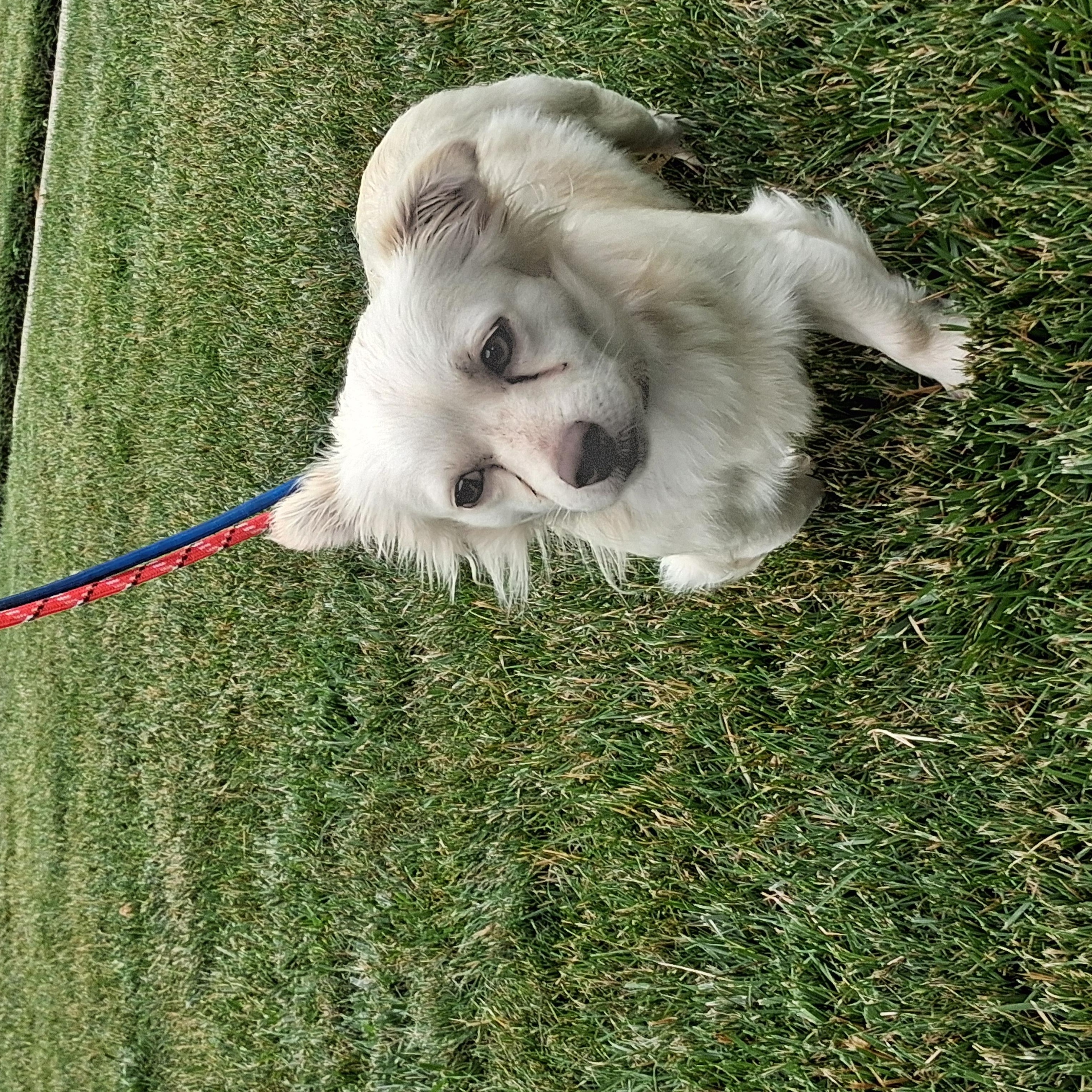 Chester, a ADOPTABLE mixed breed in Elmhurst, IL image 4/6