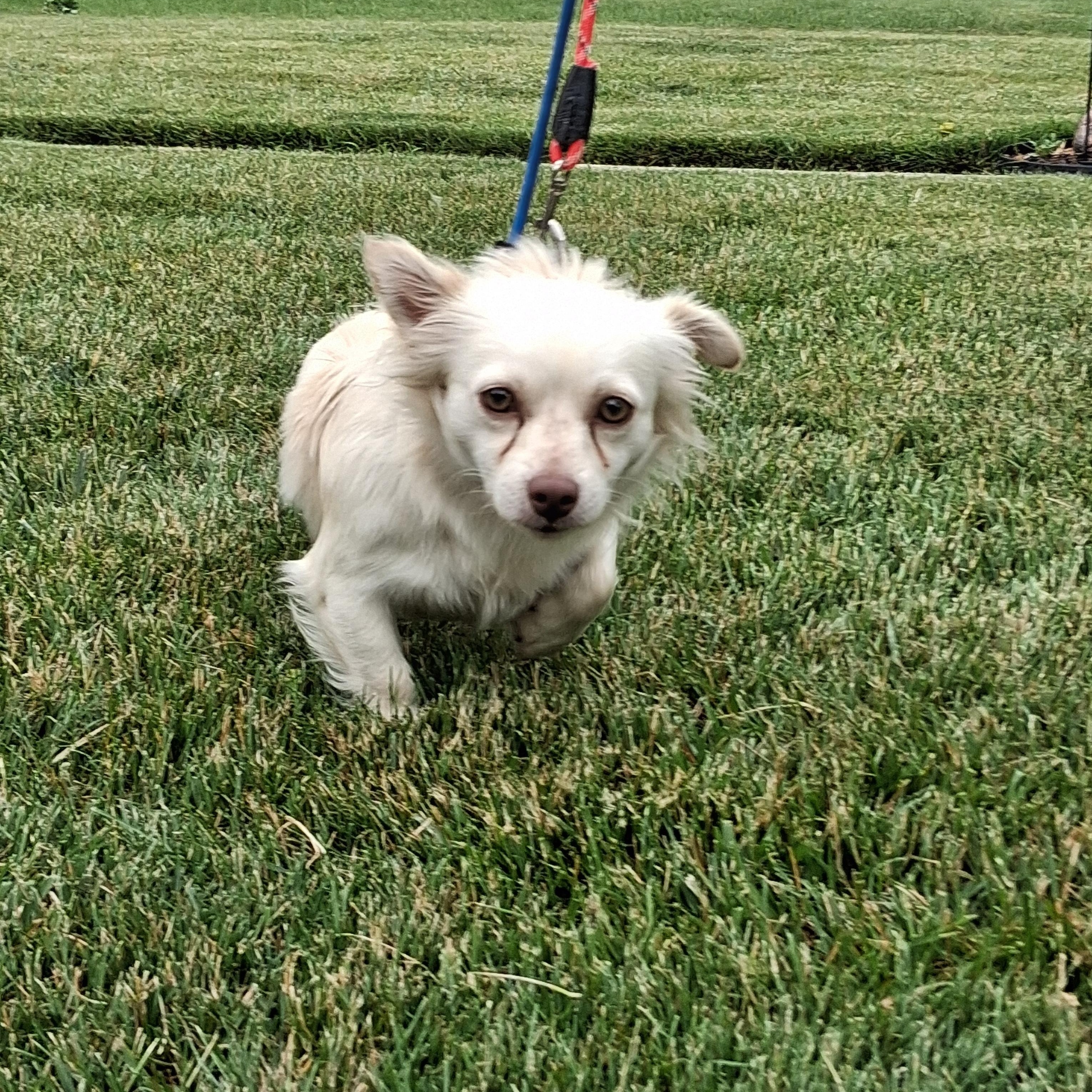Chester, a ADOPTABLE mixed breed in Elmhurst, IL image 5/6