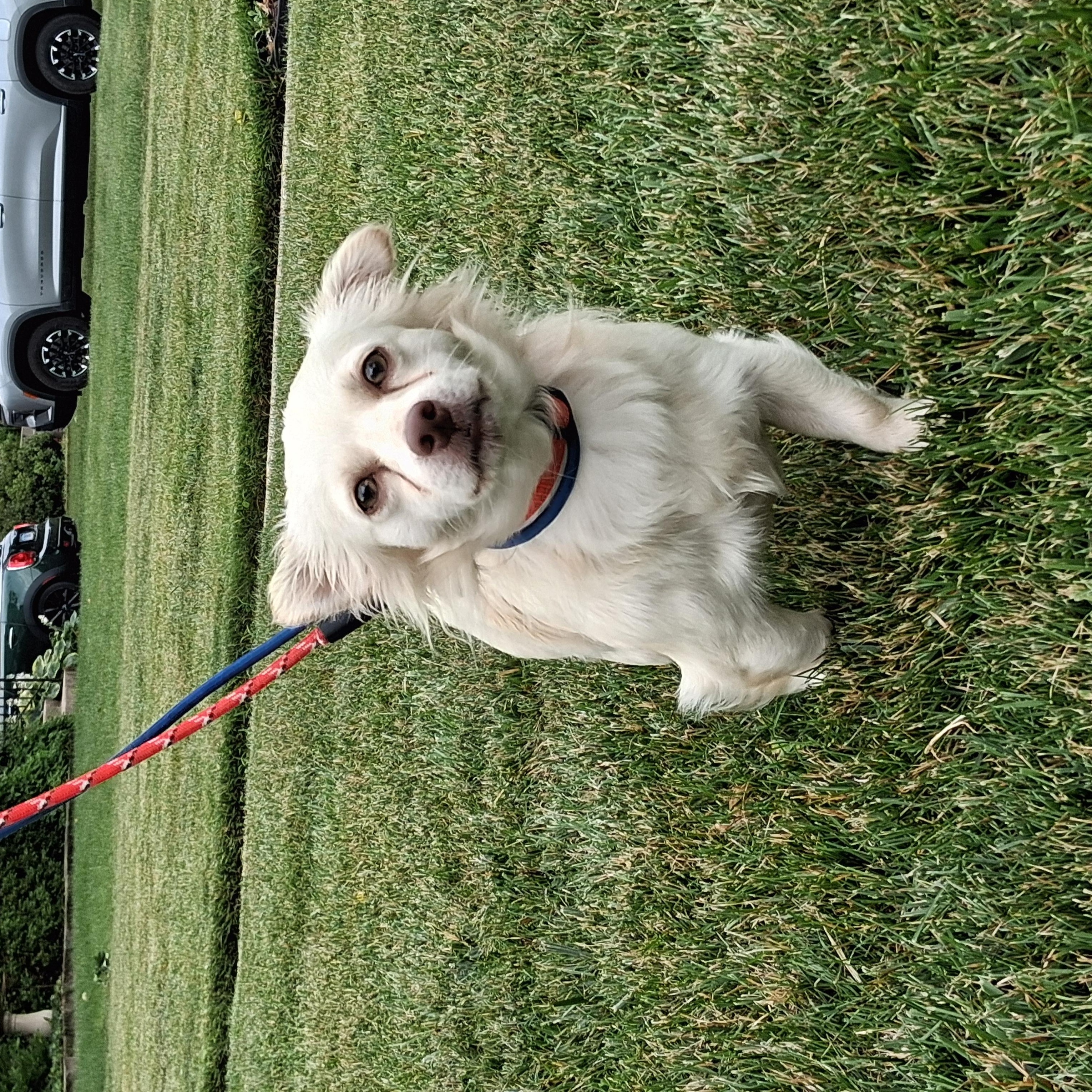 Chester, a ADOPTABLE mixed breed in Elmhurst, IL image 6/6