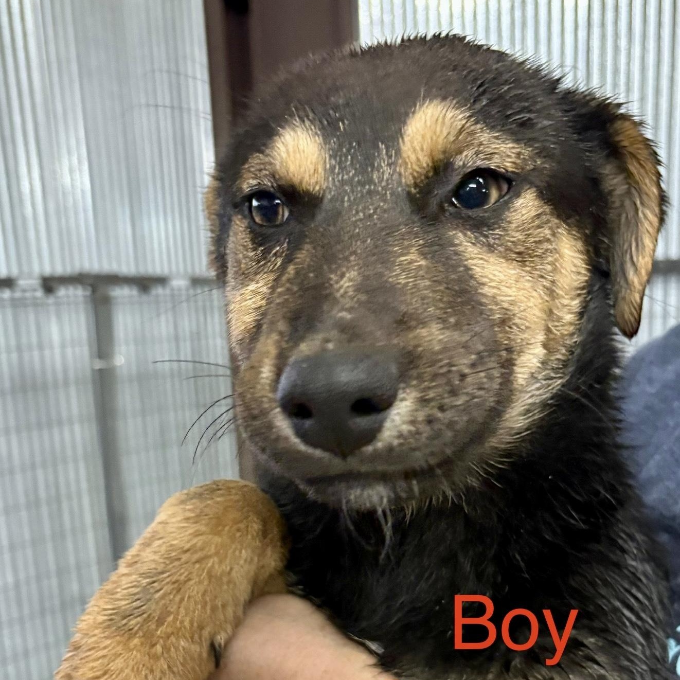 Enlarge Cayenne, an adopted mixed breed in Brewton, AL image 1/1