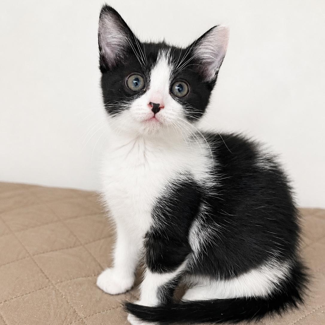 Enlarge Sophia, a ADOPTABLE Domestic Short Hair in Boston, MA image 2/3