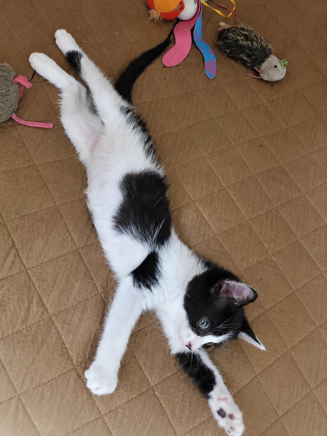 Enlarge Sophia, a ADOPTABLE Domestic Short Hair in Boston, MA image 3/3