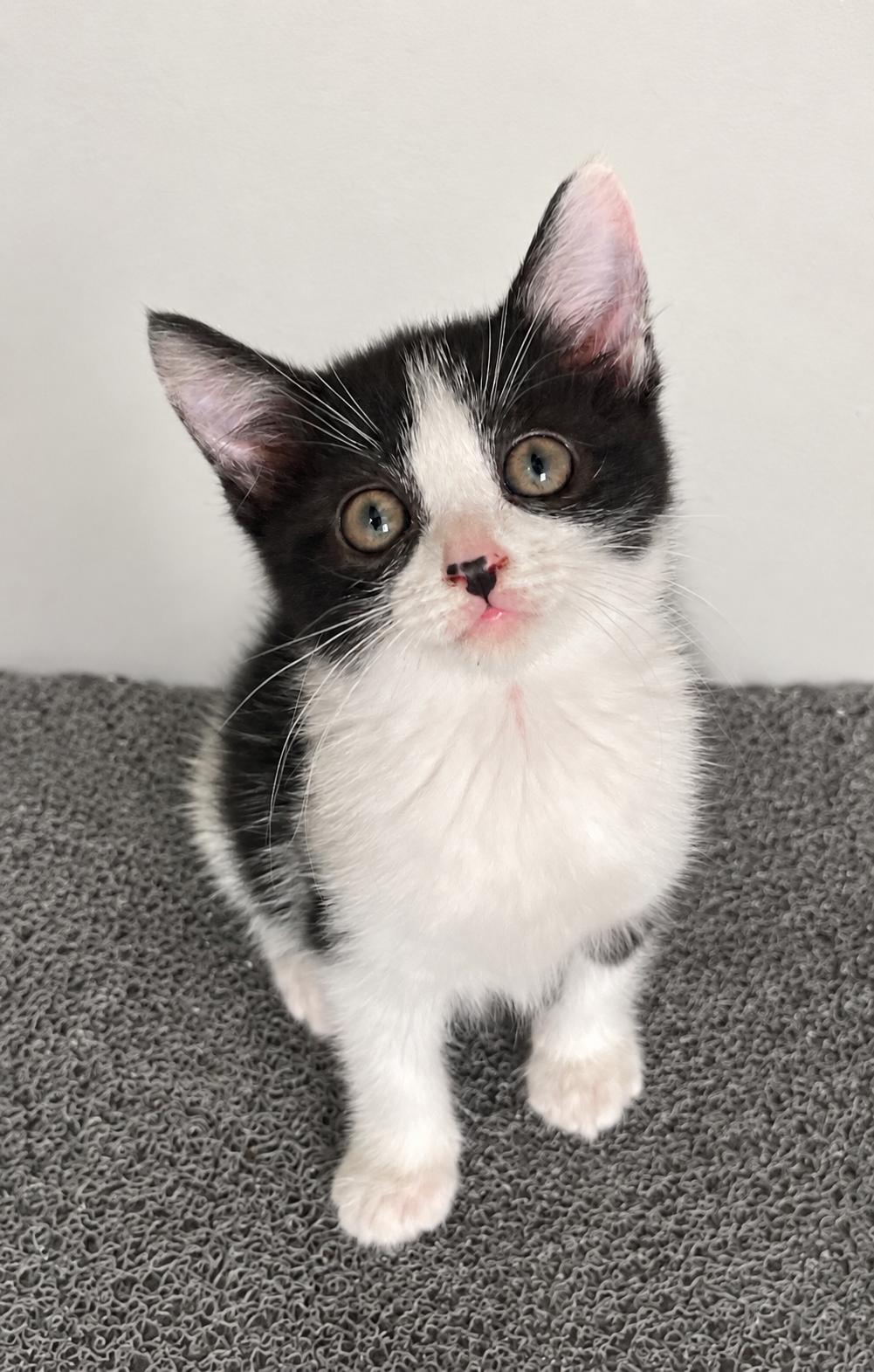 Sophia, ADOPTABLE, Kitten Female Domestic Short Hair.