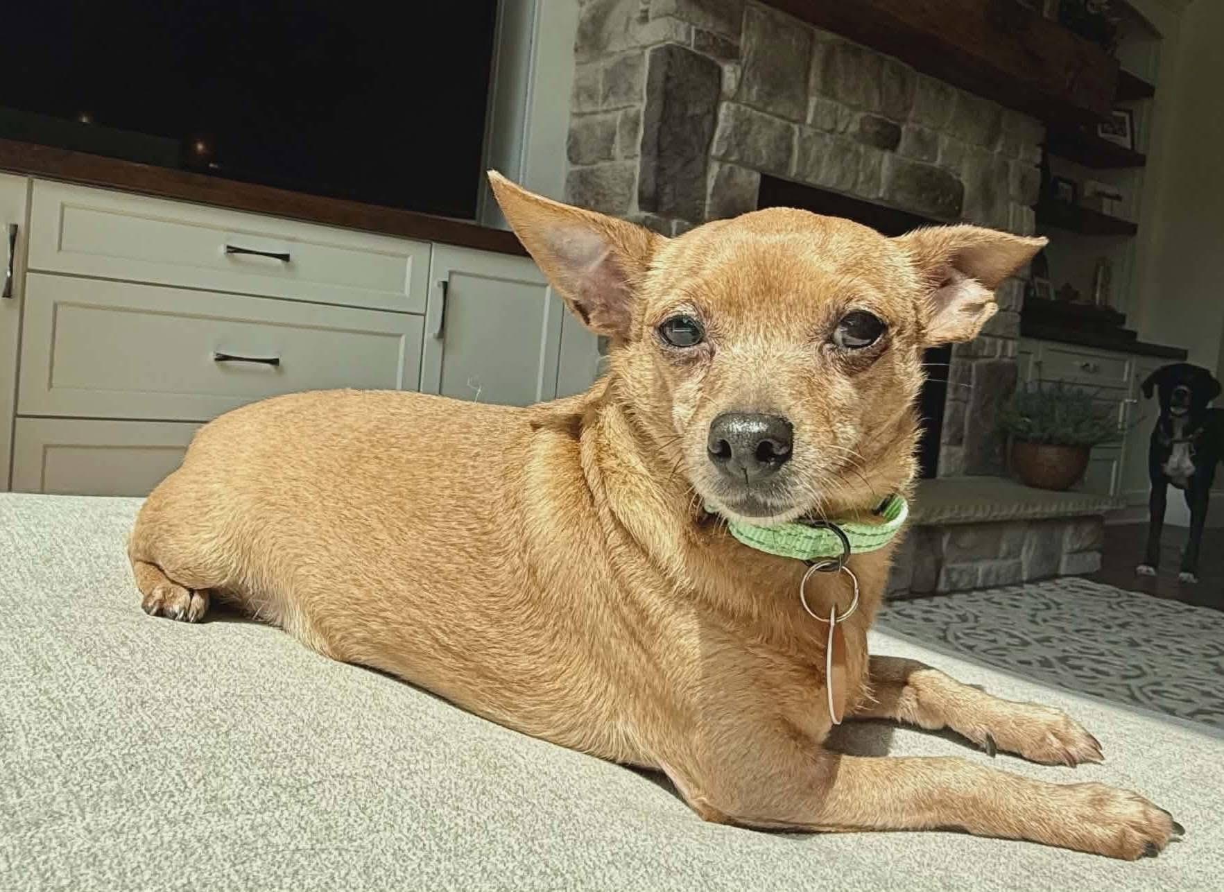 Enlarge Charlotte, a ADOPTABLE Chihuahua in St. Clairsville, OH image 2/3