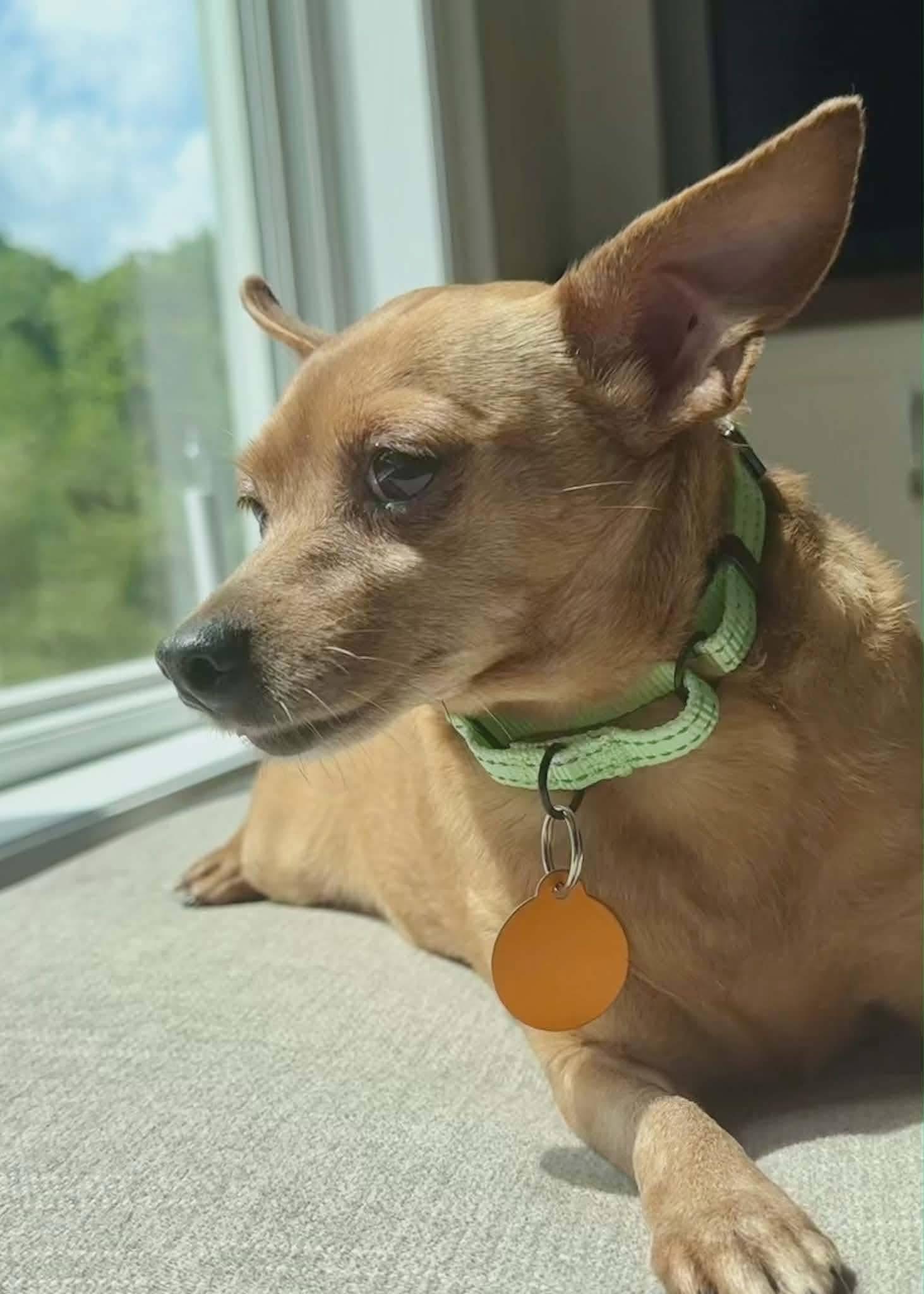 Enlarge Charlotte, a ADOPTABLE Chihuahua in St. Clairsville, OH image 3/3