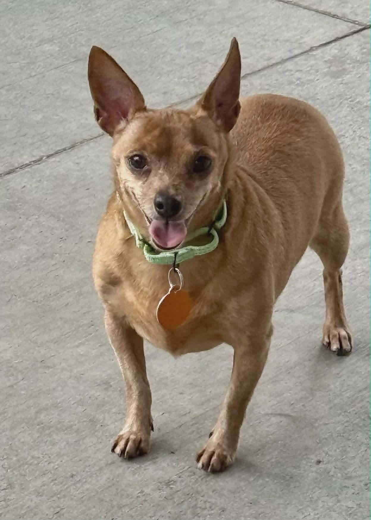 Charlotte, ADOPTABLE, Adult Female Chihuahua.