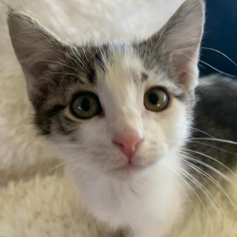 Ringo, ADOPTABLE, Kitten Male Tabby.