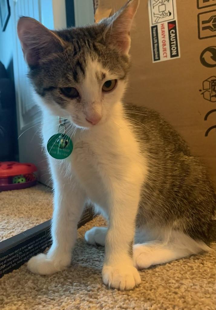 Ringo, a ADOPTABLE Tabby in Pasco, WA image 3/5