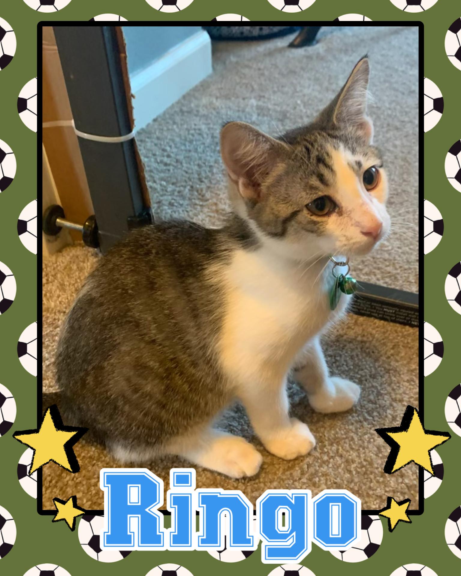 Ringo, ADOPTABLE, Kitten Male Tabby.
