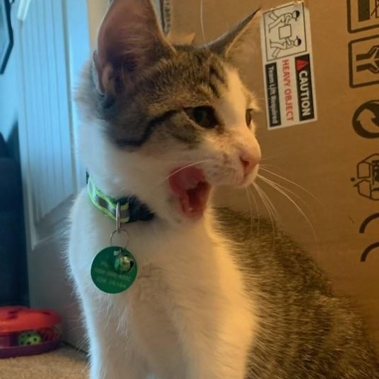 Ringo, a ADOPTABLE Tabby in Pasco, WA image 4/5