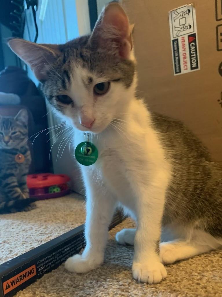 Ringo, a ADOPTABLE Tabby in Pasco, WA image 2/5
