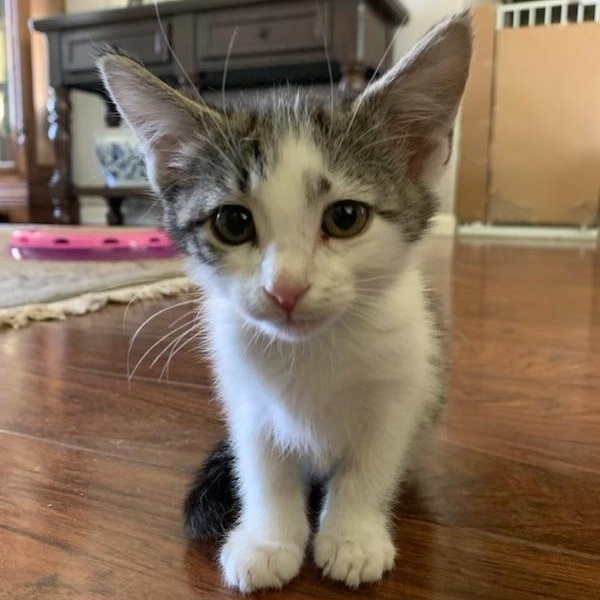 Ringo, a ADOPTABLE Tabby in Pasco, WA image 3/5