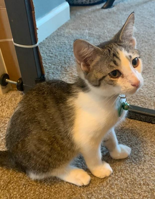 Ringo, a ADOPTABLE Tabby in Pasco, WA image 5/5