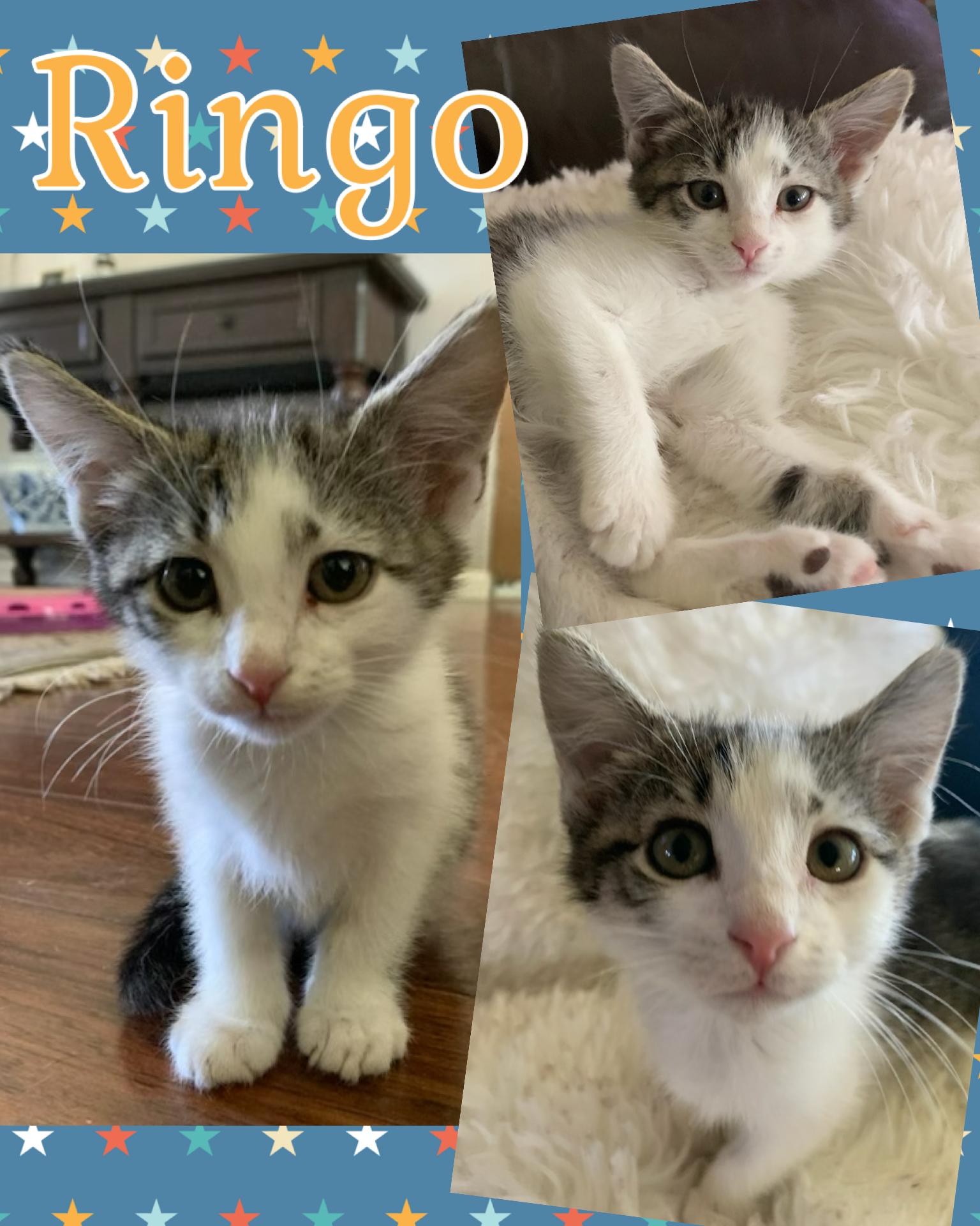 Ringo, a ADOPTABLE Tabby in Pasco, WA image 5/5