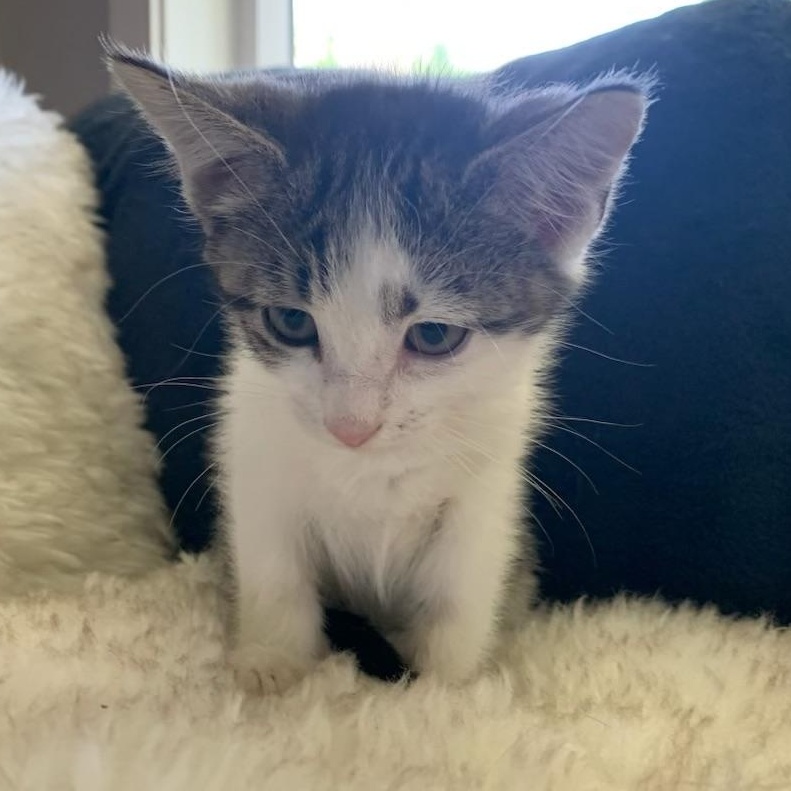 Ringo, a ADOPTABLE Tabby in Pasco, WA image 4/5