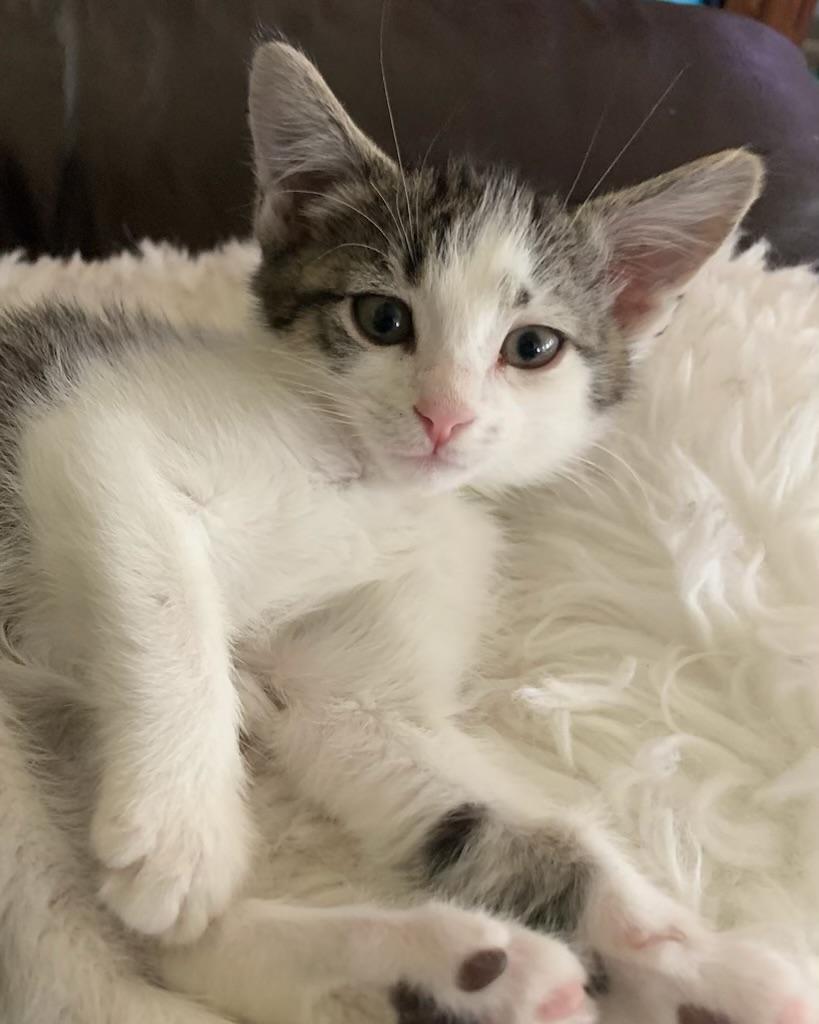 Ringo, a ADOPTABLE Tabby in Pasco, WA image 2/5