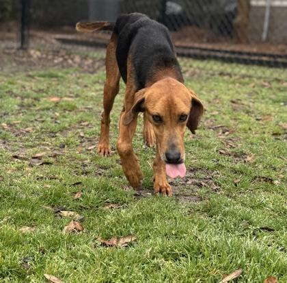 Enlarge James Madison, a Adoptable mixed breed in Conway, SC image 1/3